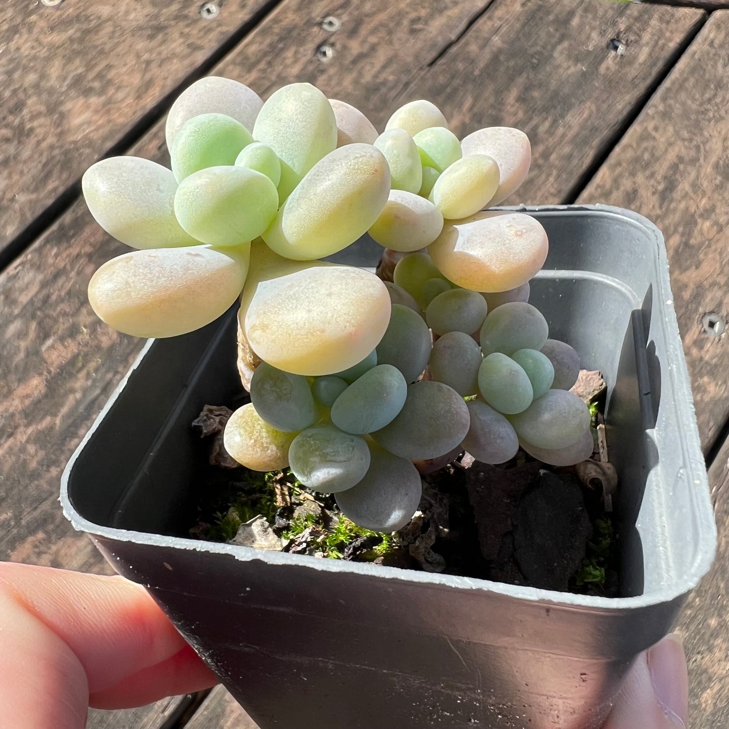 0406 Graptosedum Miul