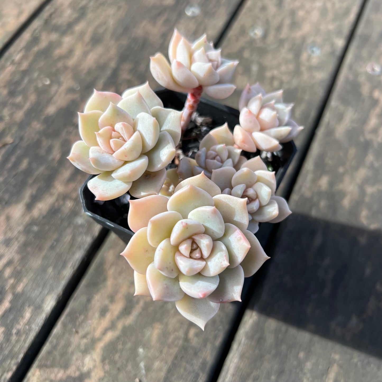 0406 Graptoveria Titubans