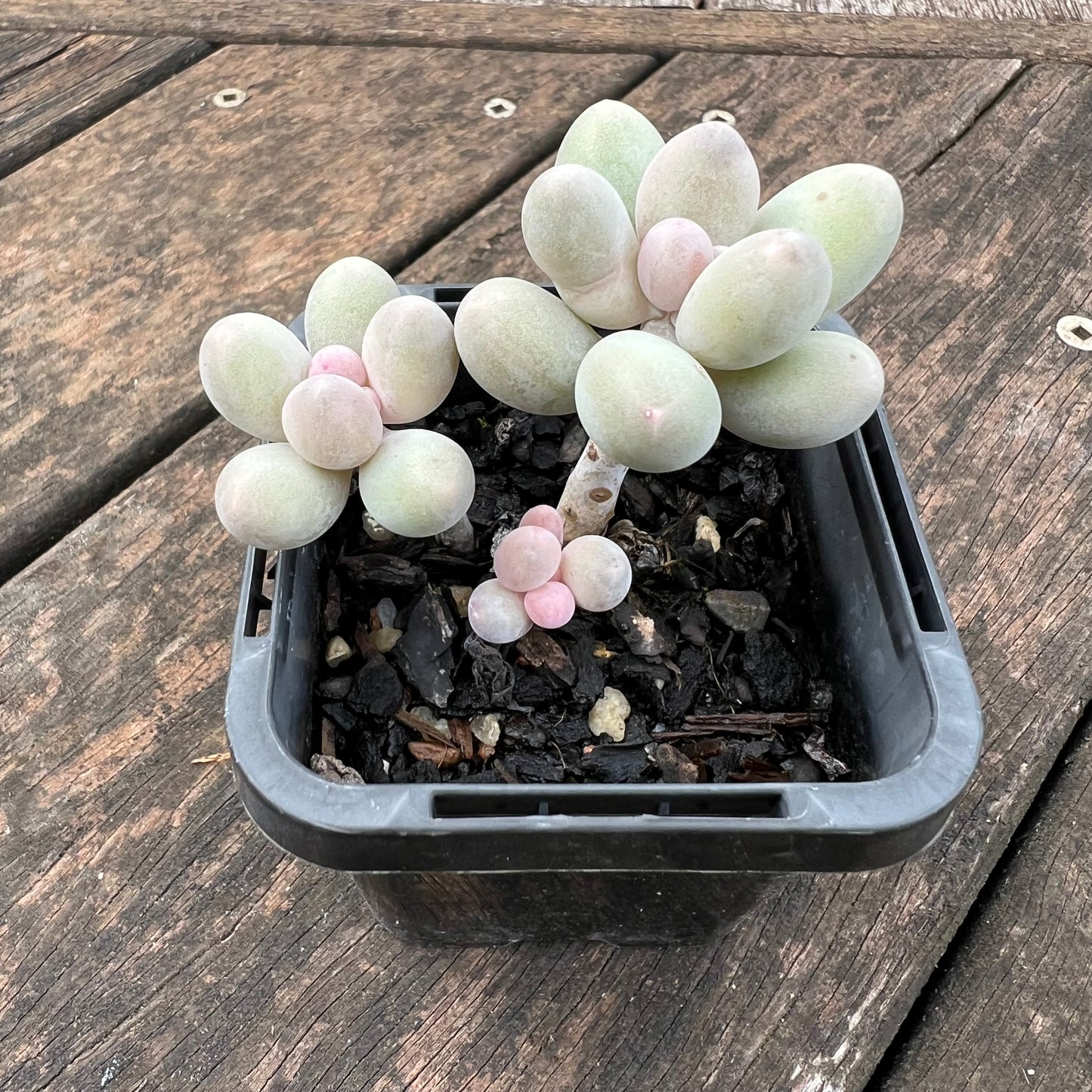 0406 Pachyphytum 'Egg Tart'
