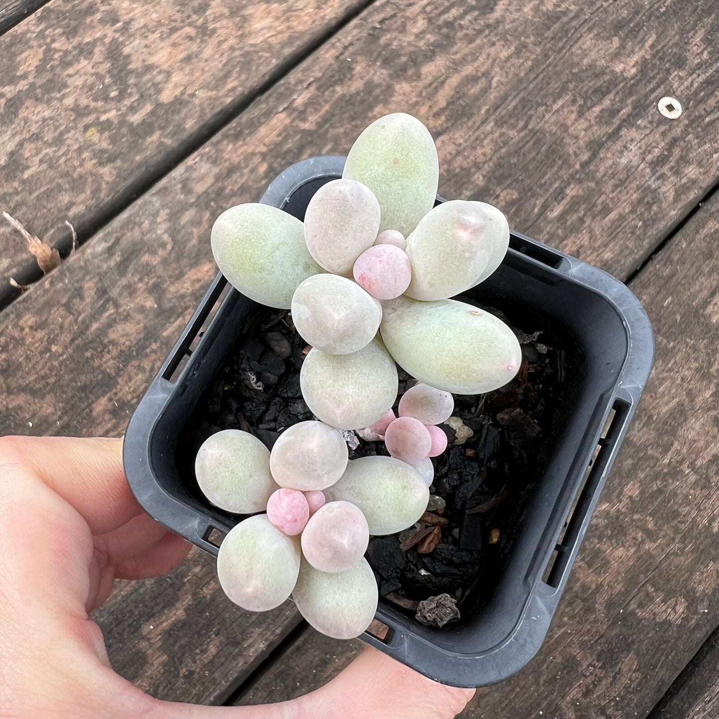0406 Pachyphytum 'Egg Tart'