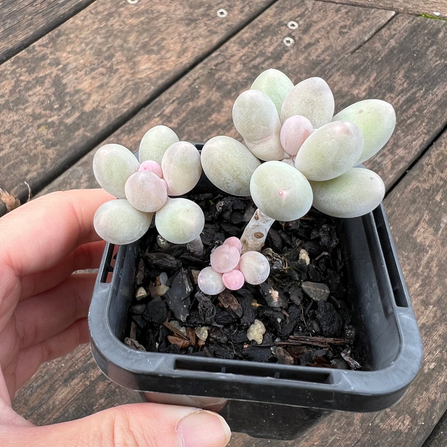 0406 Pachyphytum 'Egg Tart'