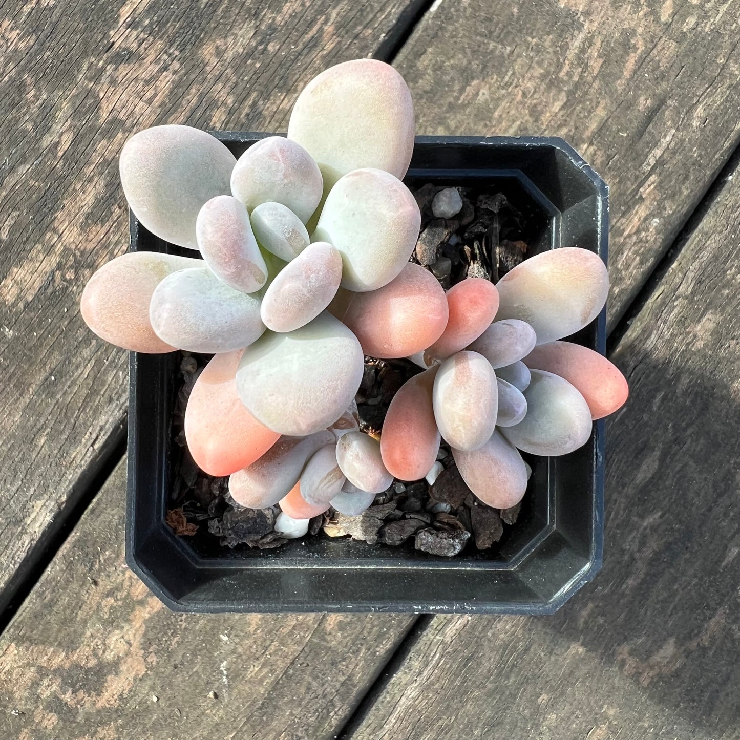0406 Pachyphytum Garcie