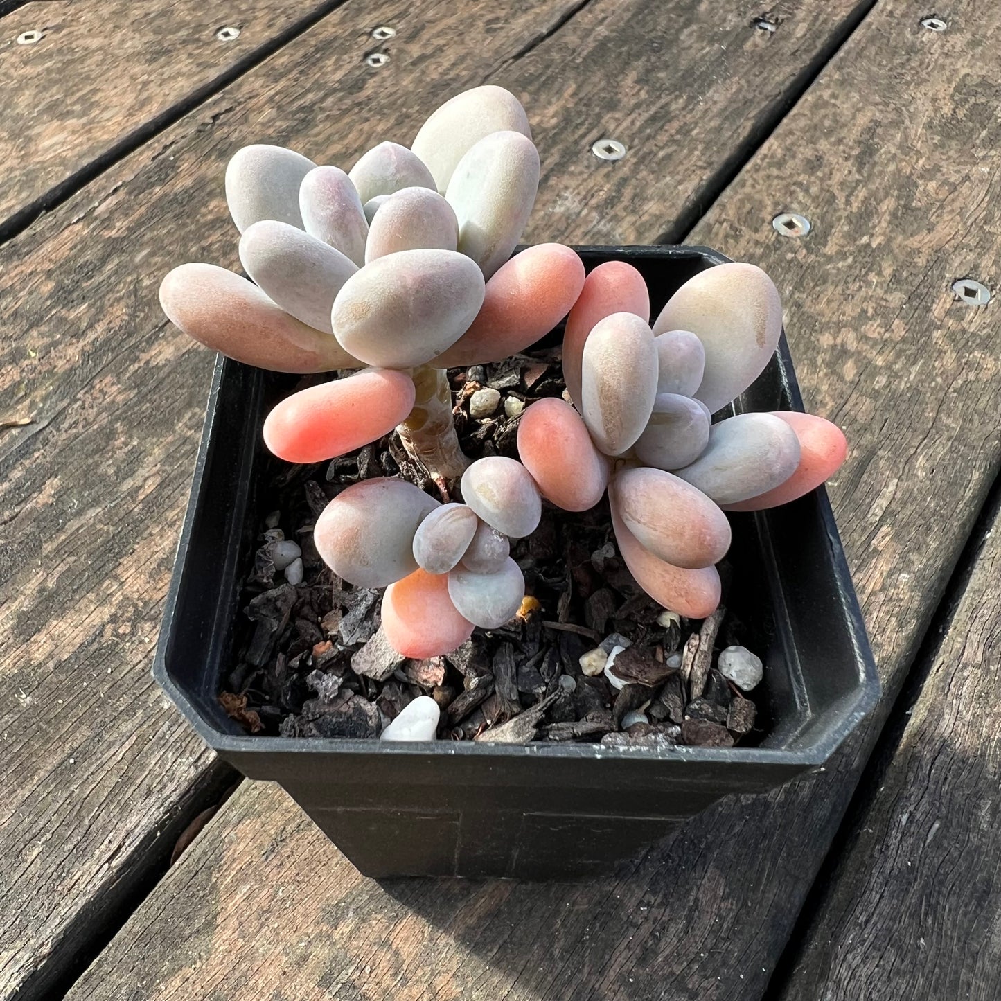 0406 Pachyphytum Garcie