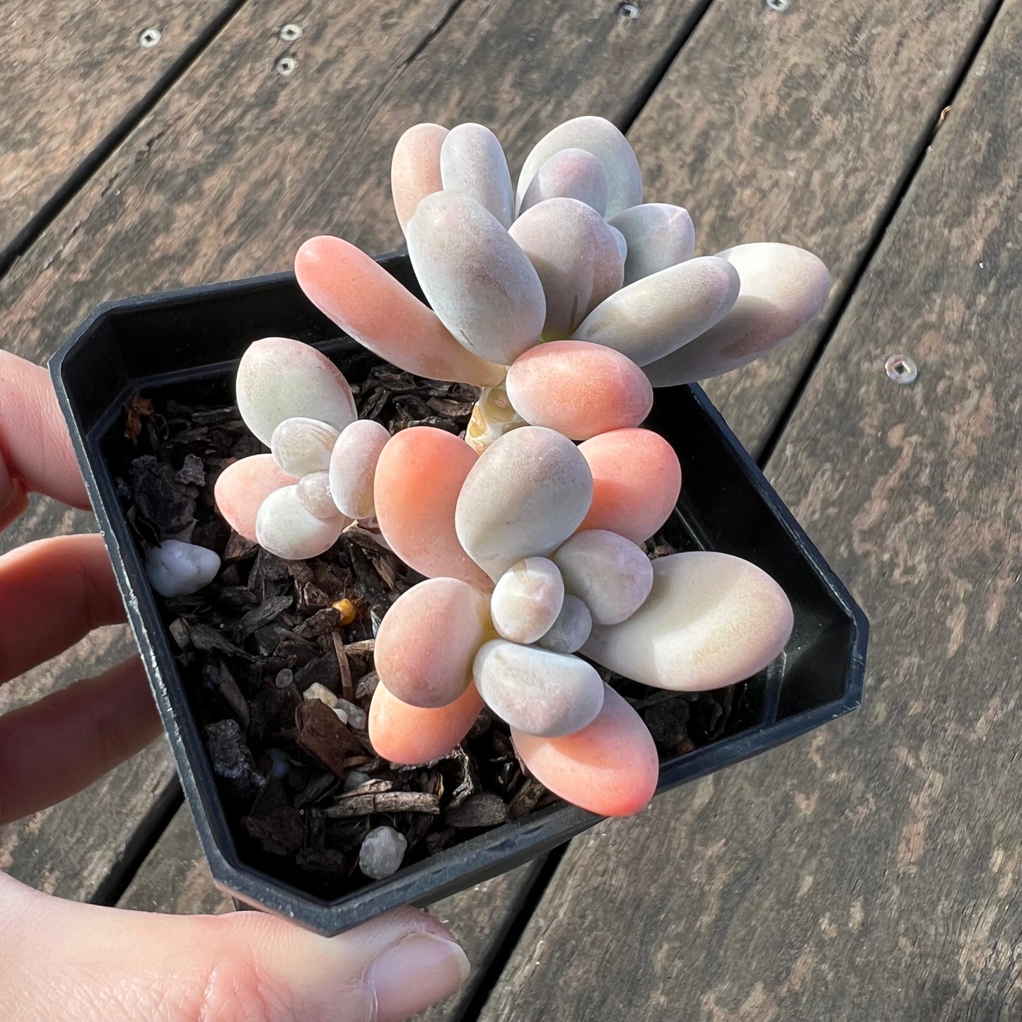0406 Pachyphytum Garcie