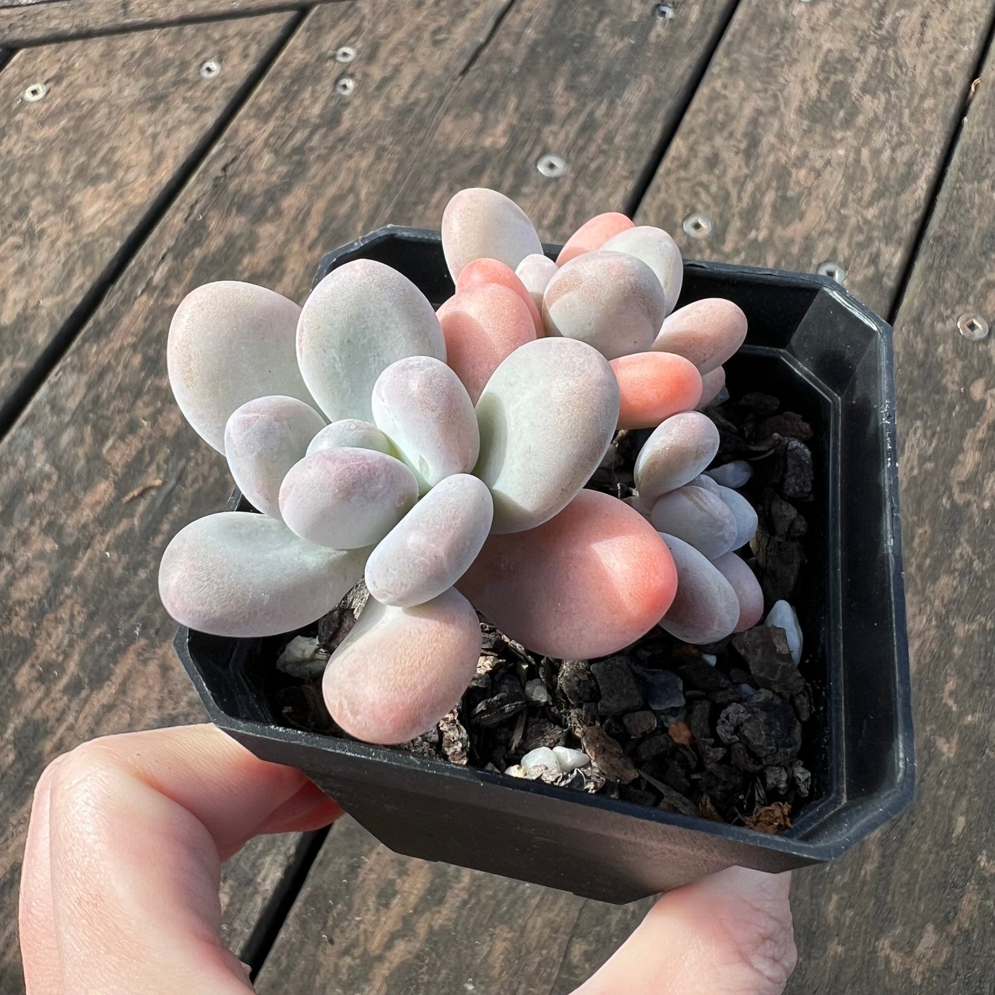 0406 Pachyphytum Garcie