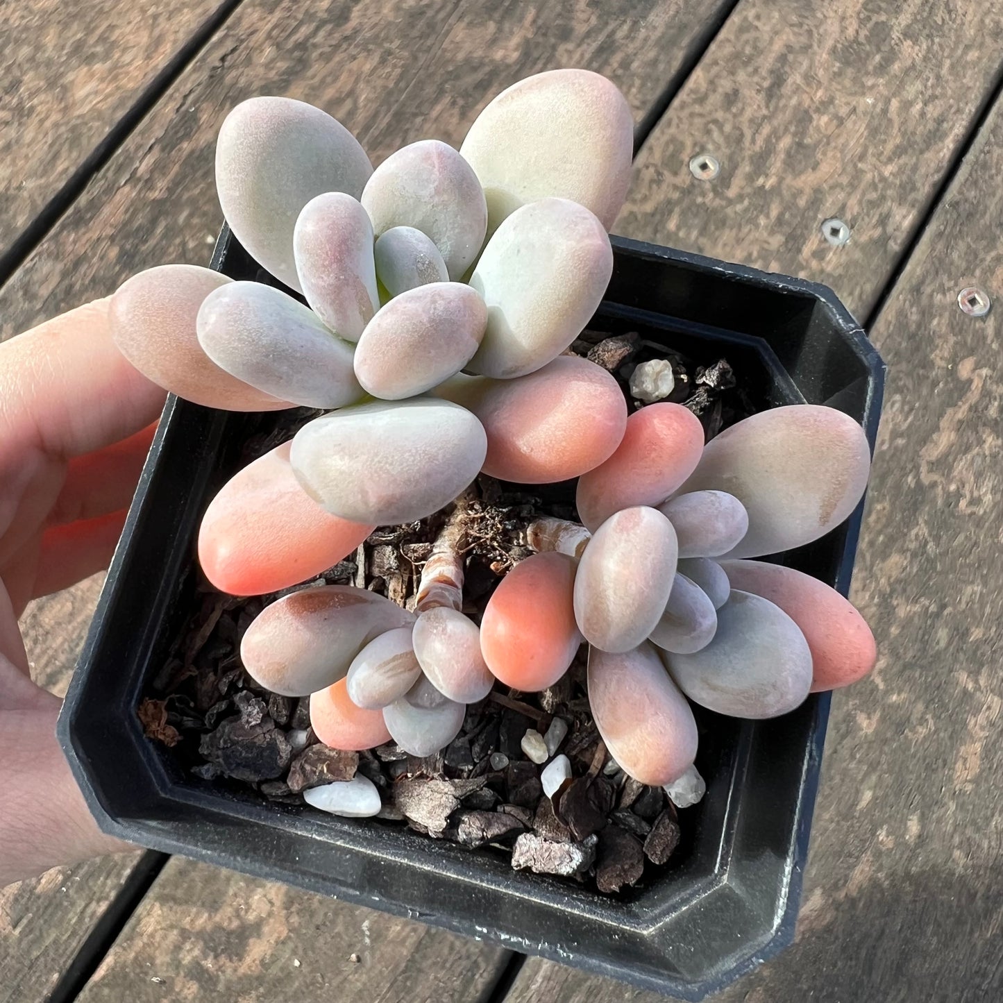 0406 Pachyphytum Garcie