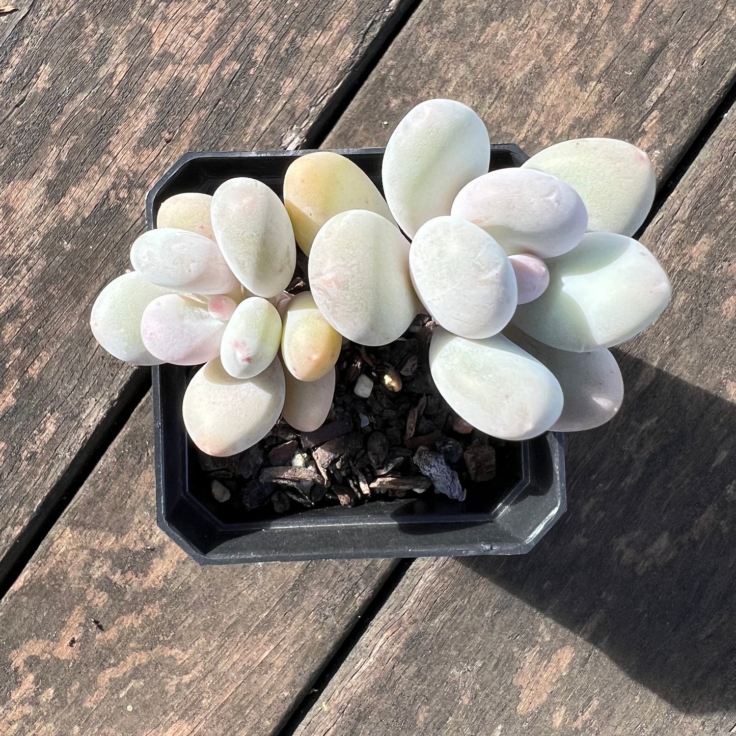 0406 Pachyphytum Orange Snowball