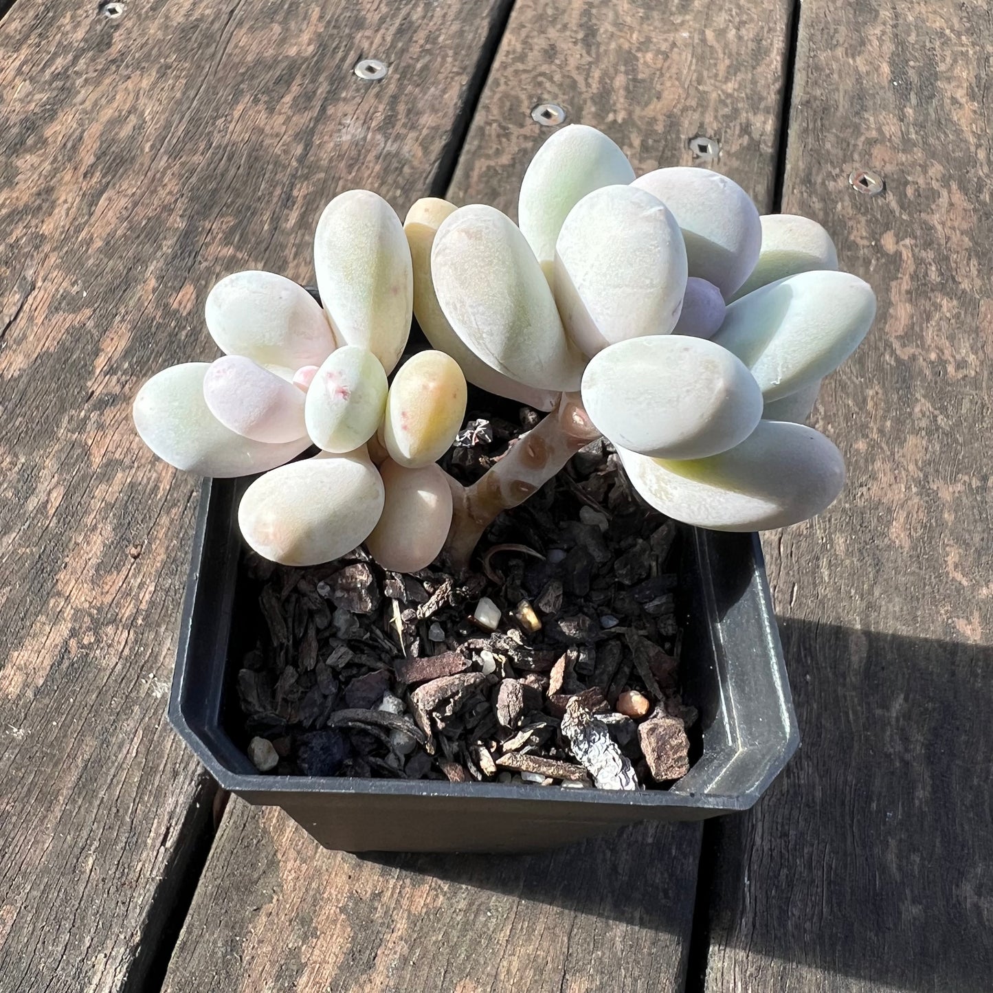 0406 Pachyphytum Orange Snowball