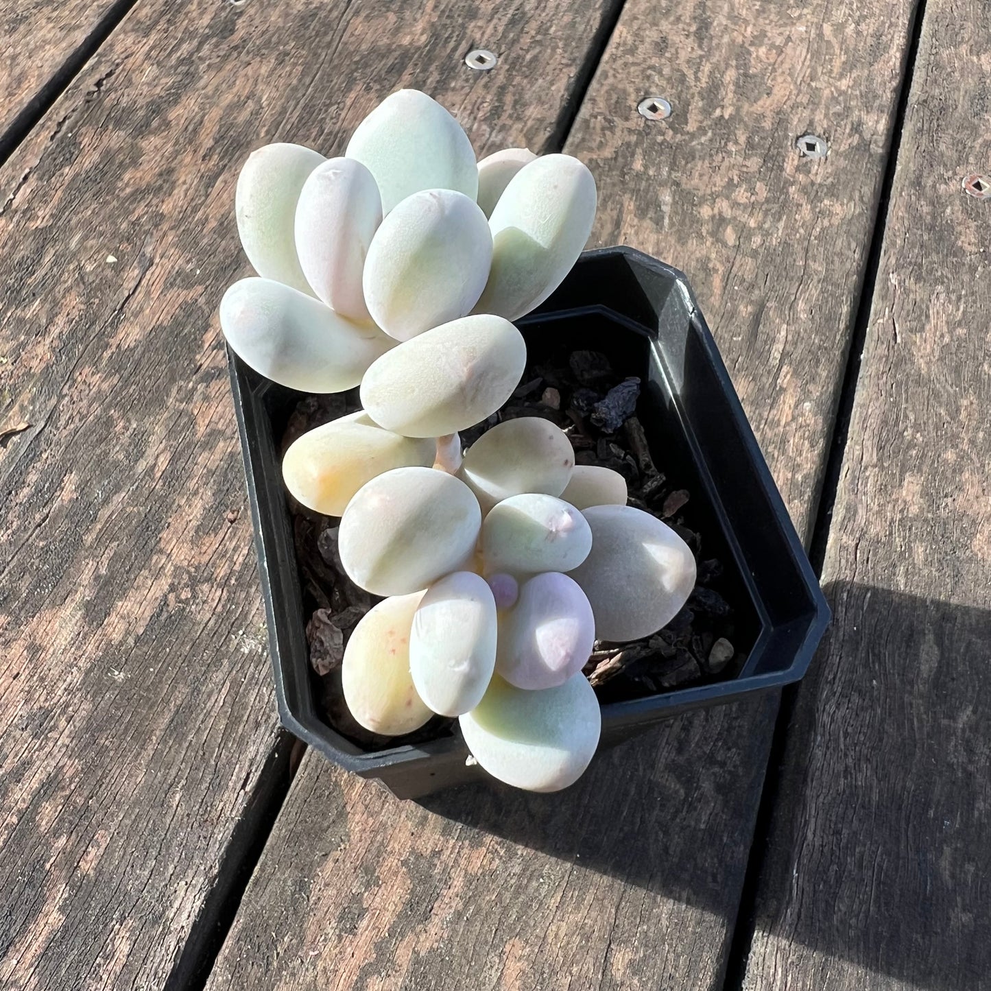 0406 Pachyphytum Orange Snowball