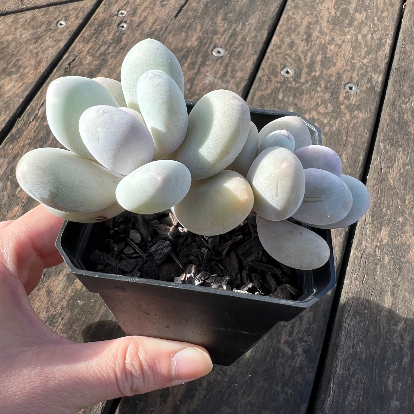 0406 Pachyphytum Orange Snowball