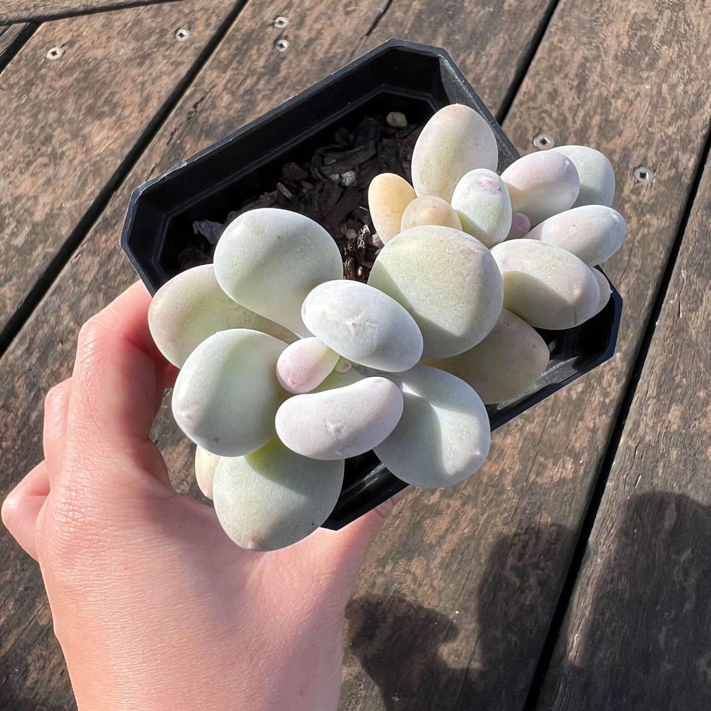 0406 Pachyphytum Orange Snowball