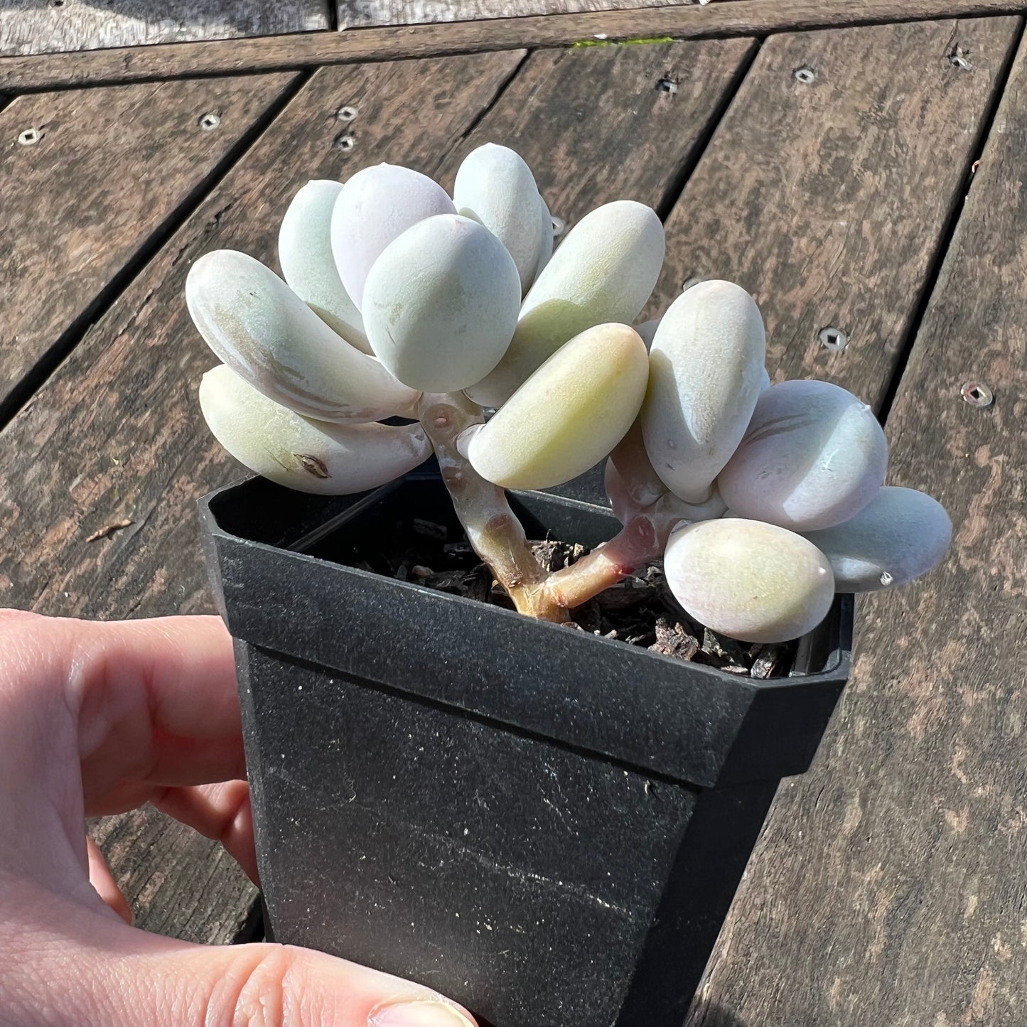 0406 Pachyphytum Orange Snowball