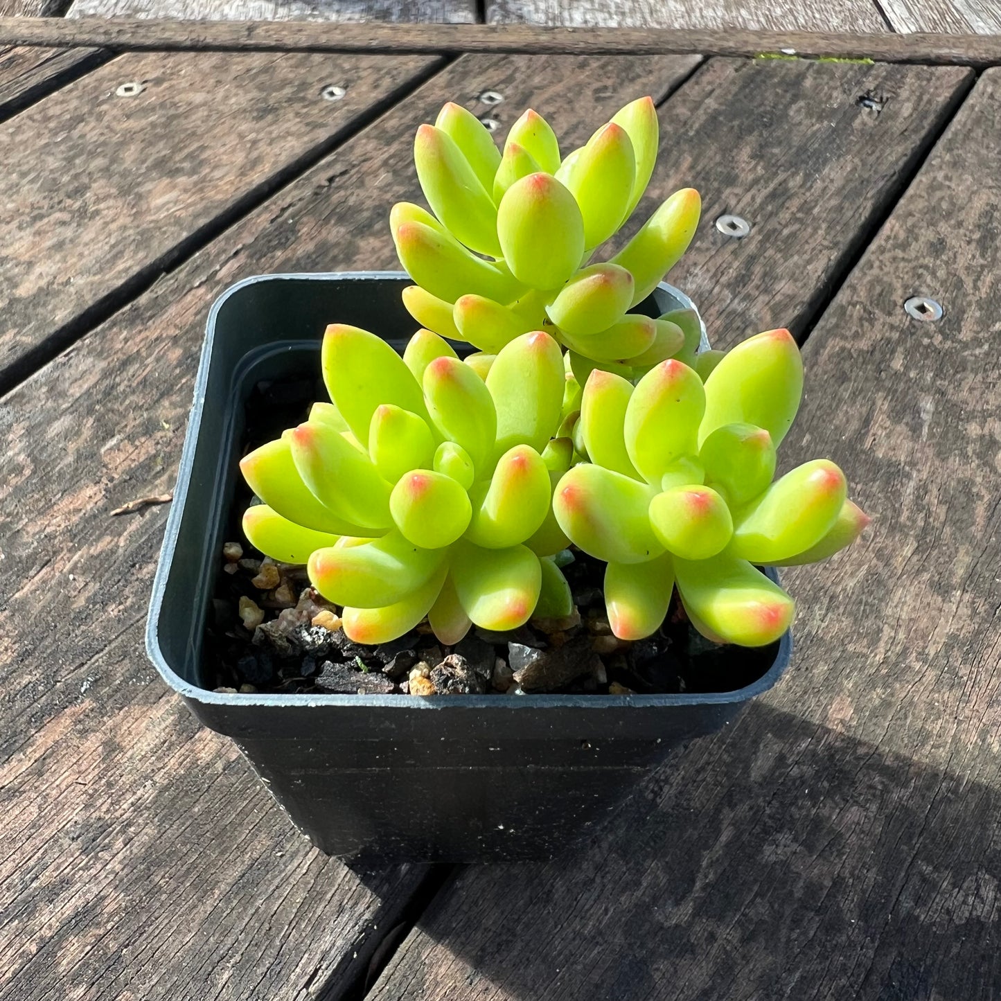 0406 Sedum Alice Evans