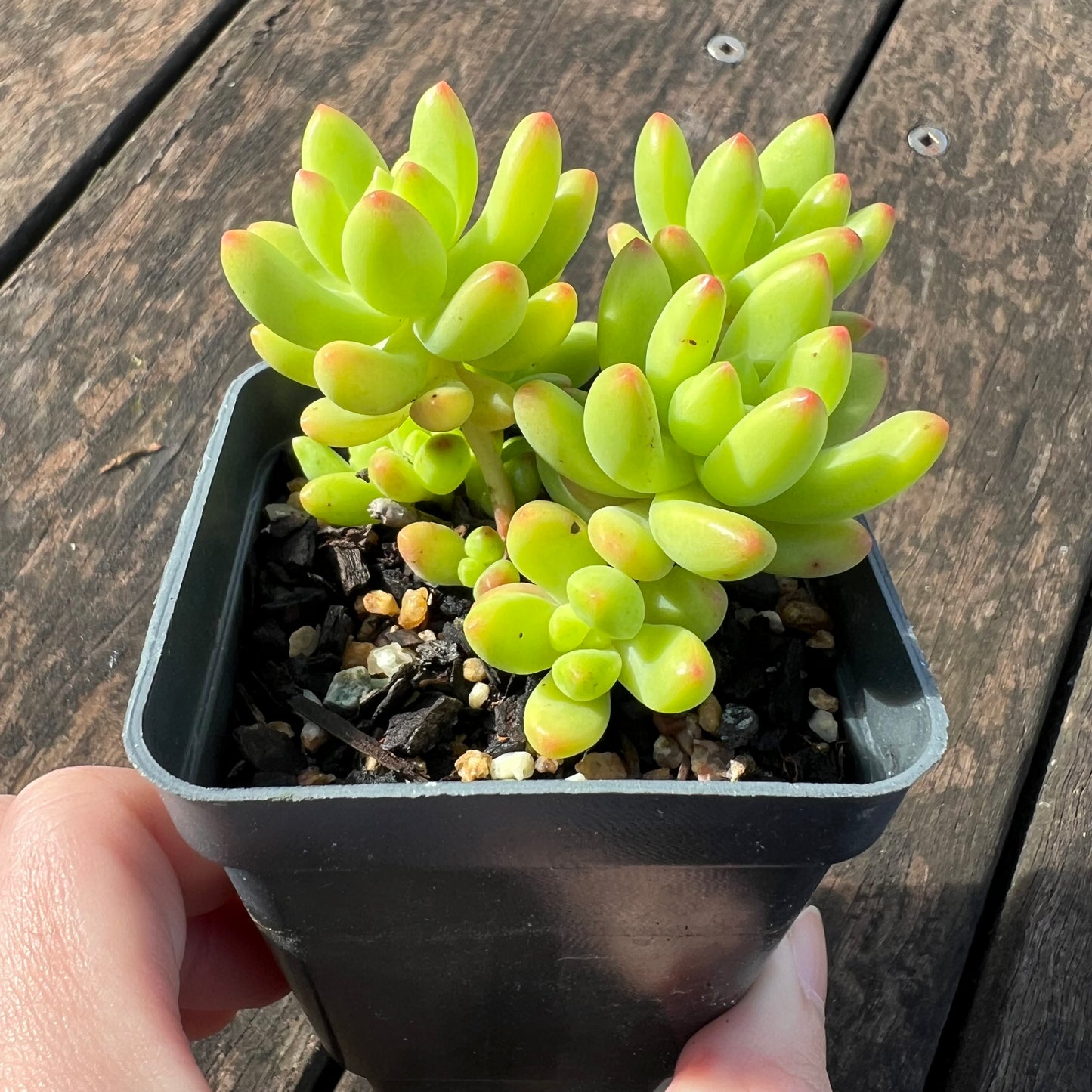 0406 Sedum Alice Evans