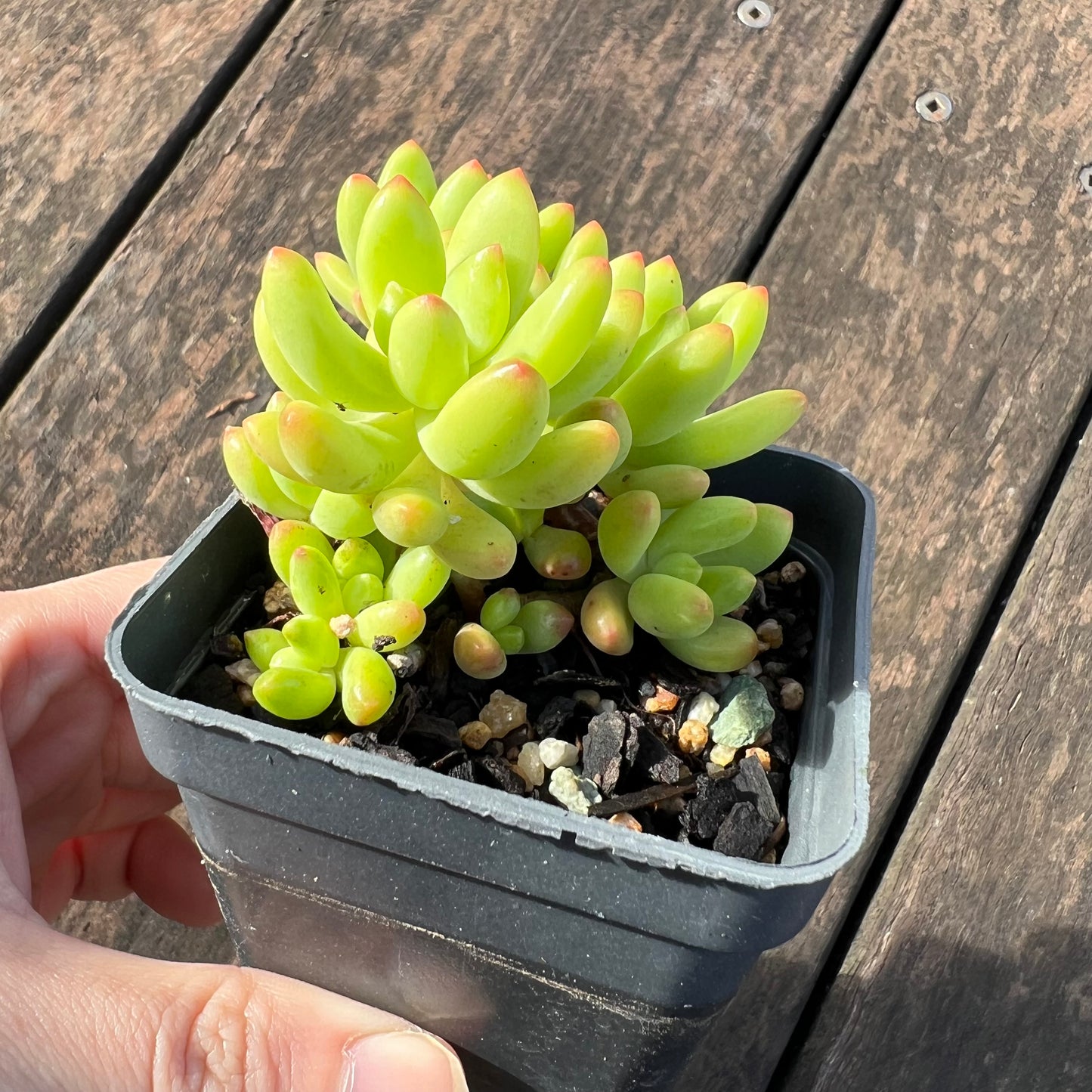 0406 Sedum Alice Evans