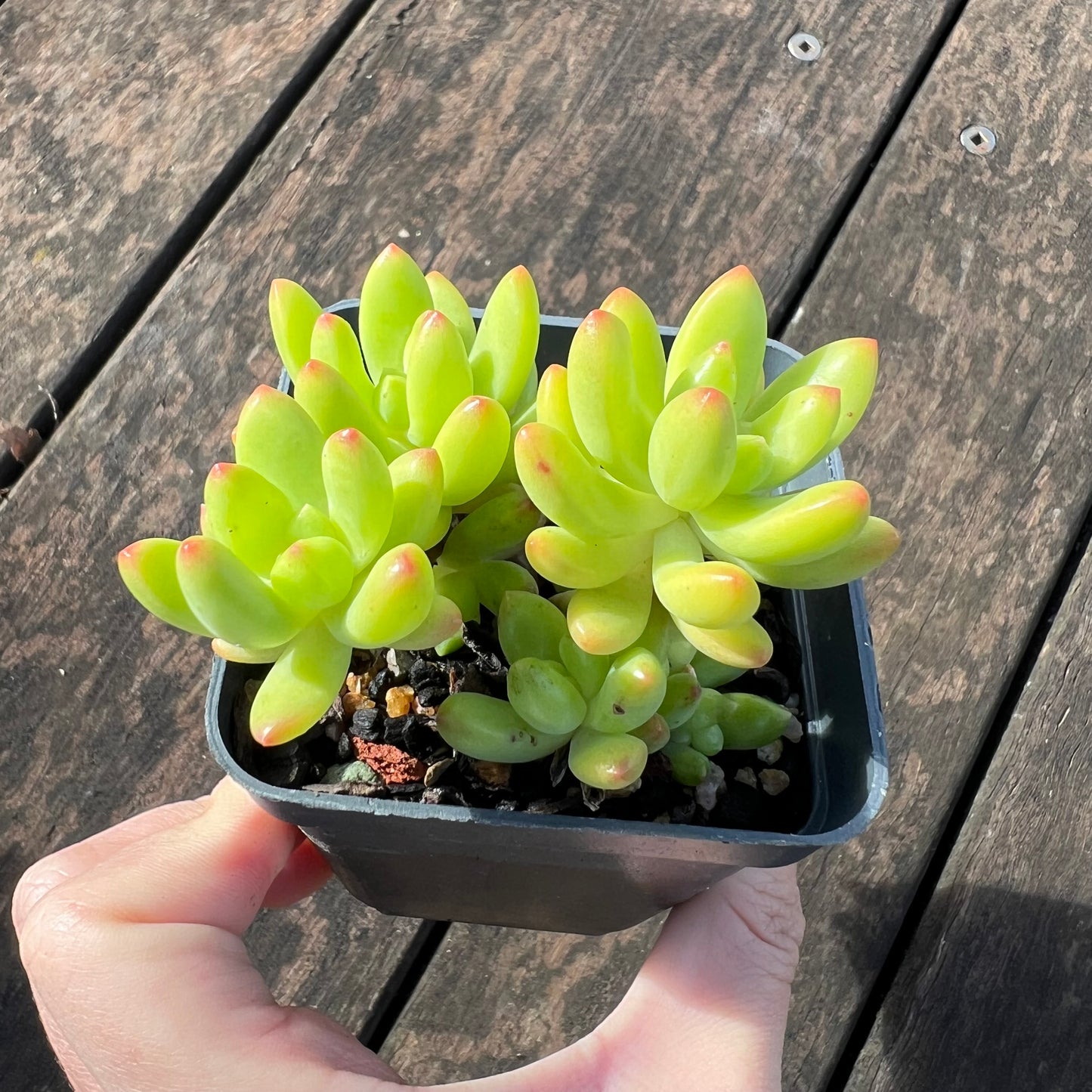 0406 Sedum Alice Evans