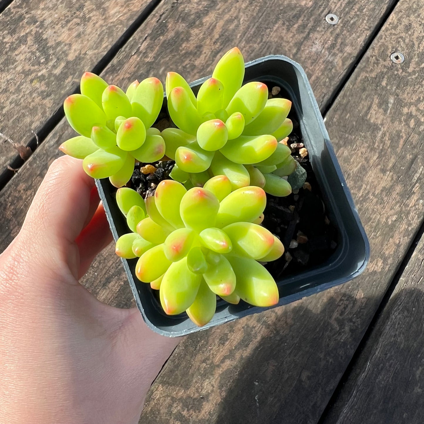 0406 Sedum Alice Evans
