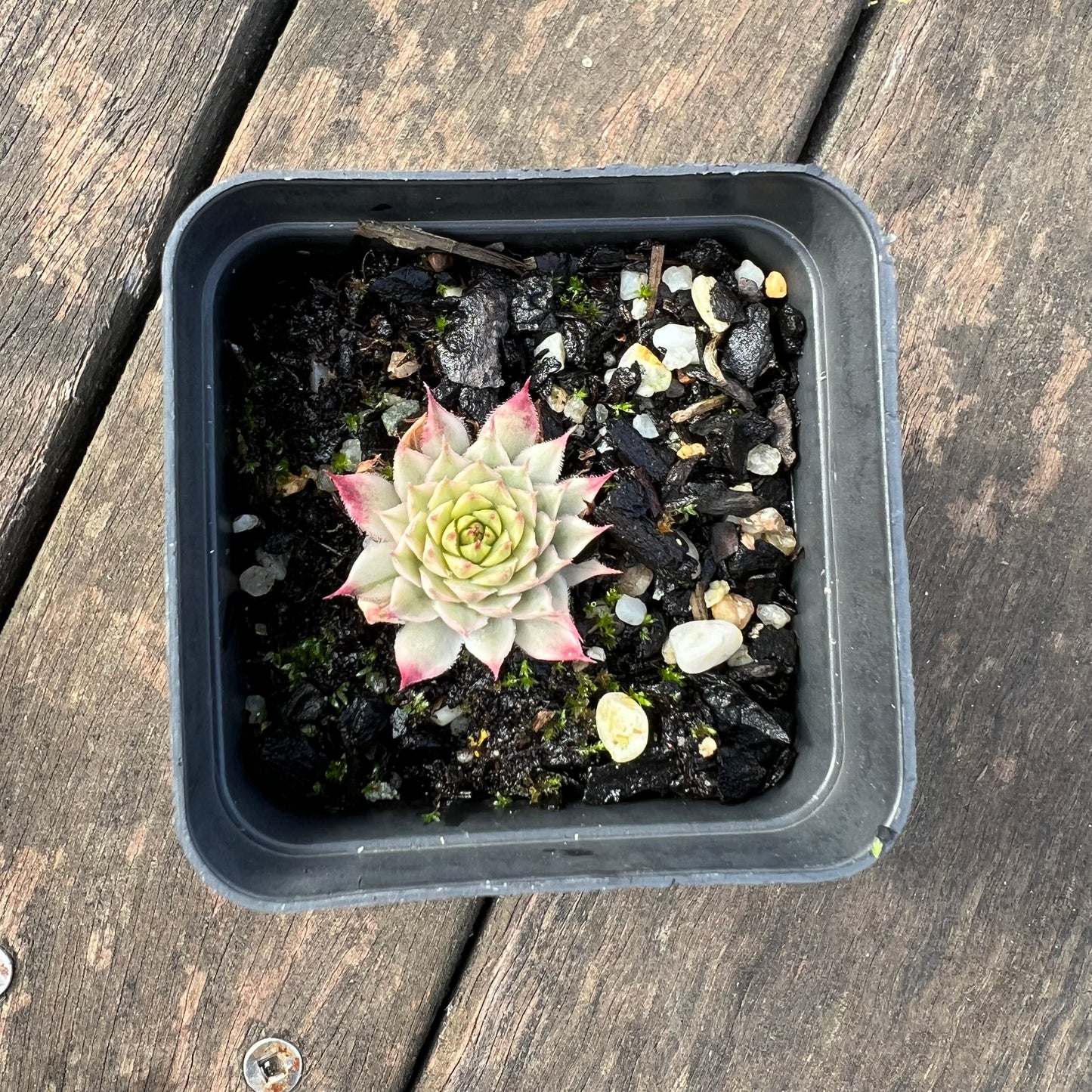 0406 Sempervivum Variegated 'Gold Dust'