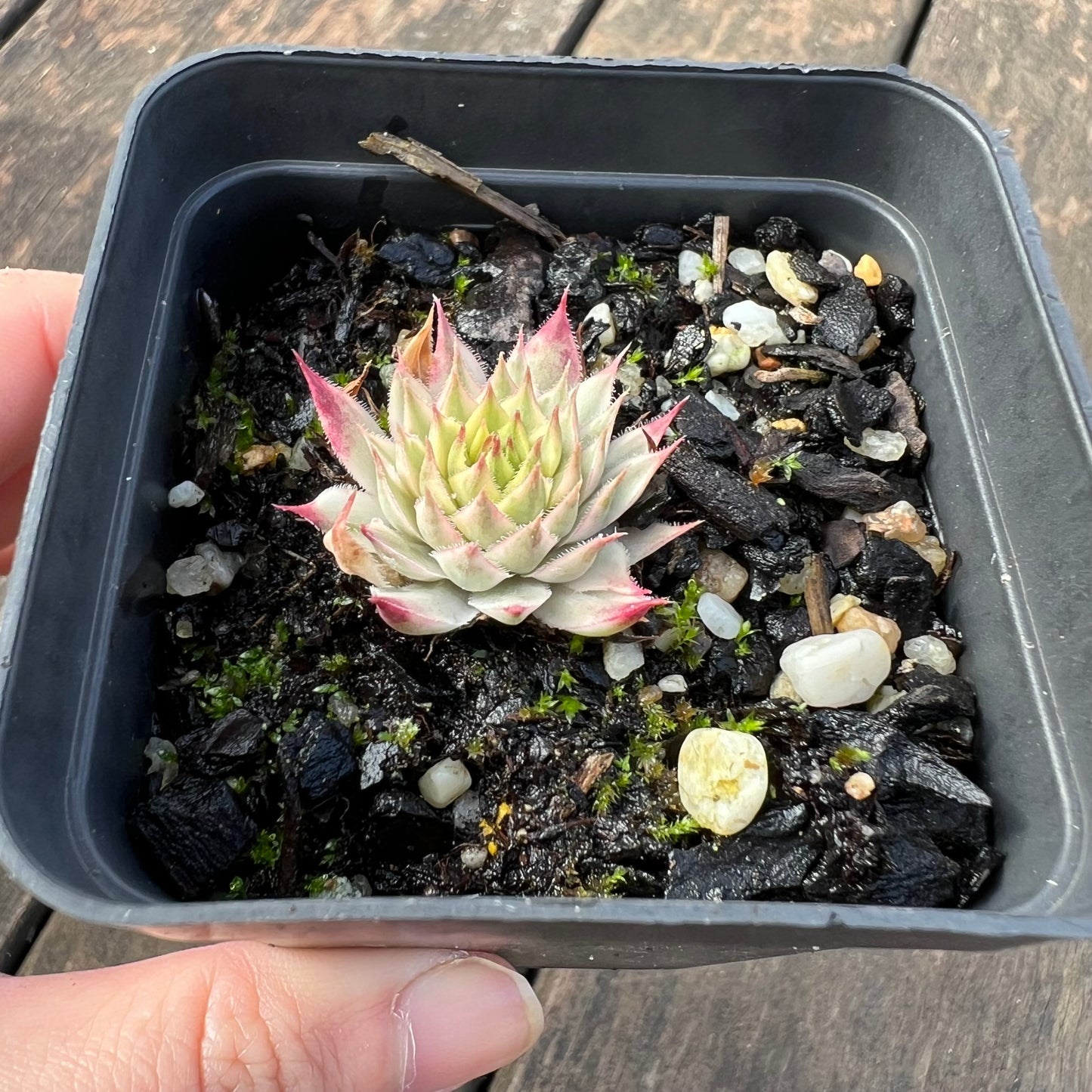0406 Sempervivum Variegated 'Gold Dust'