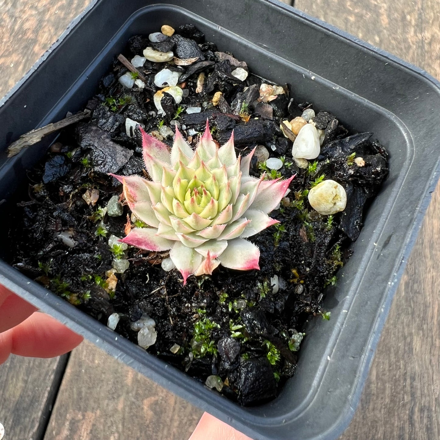 0406 Sempervivum Variegated 'Gold Dust'