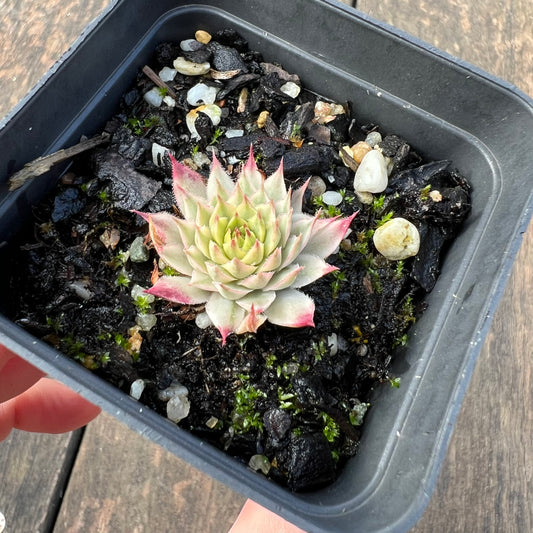 0406 Sempervivum Variegated 'Gold Dust'