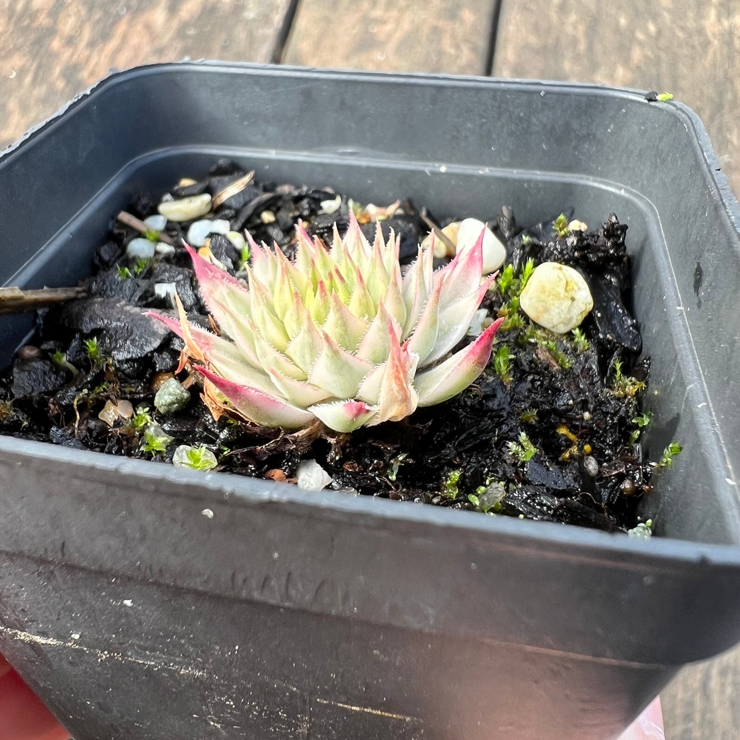 0406 Sempervivum Variegated 'Gold Dust'
