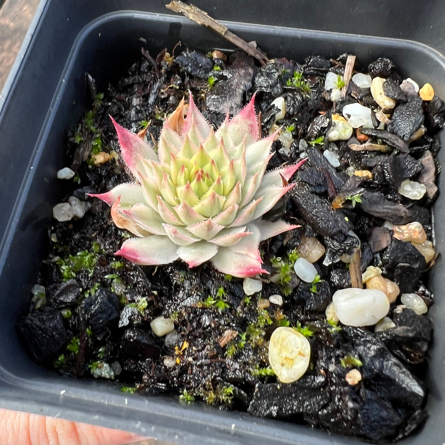 0406 Sempervivum Variegated 'Gold Dust'