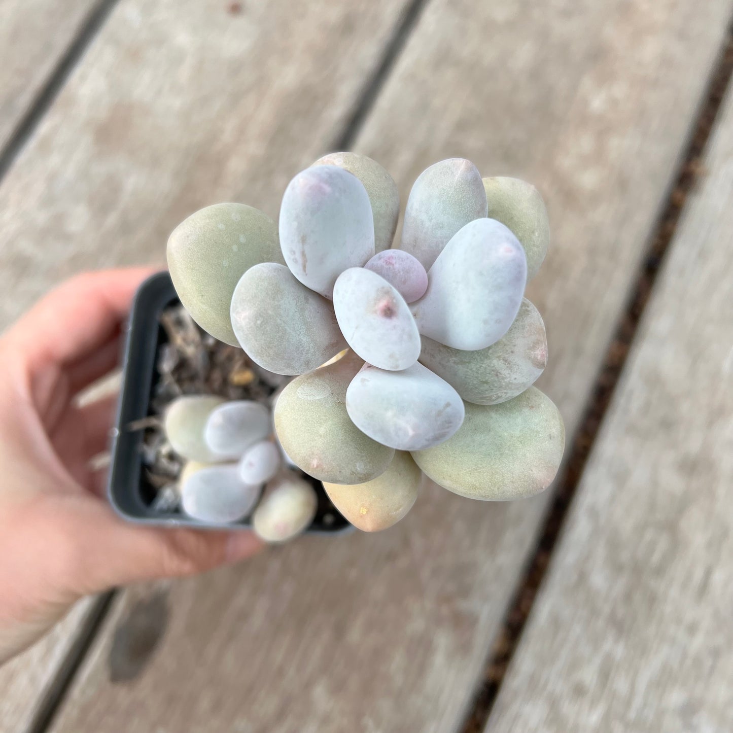 0904 Pachyphytum Oviferum