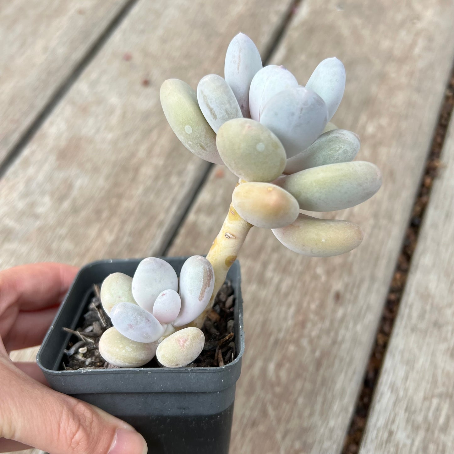 0904 Pachyphytum Oviferum