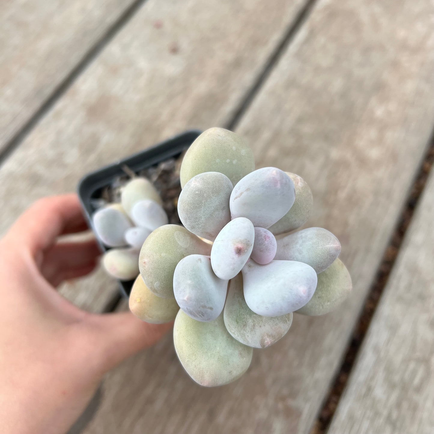 0904 Pachyphytum Oviferum