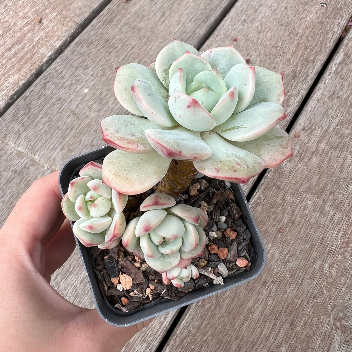 0904 Sedeveria Vanilla Bis(clump)