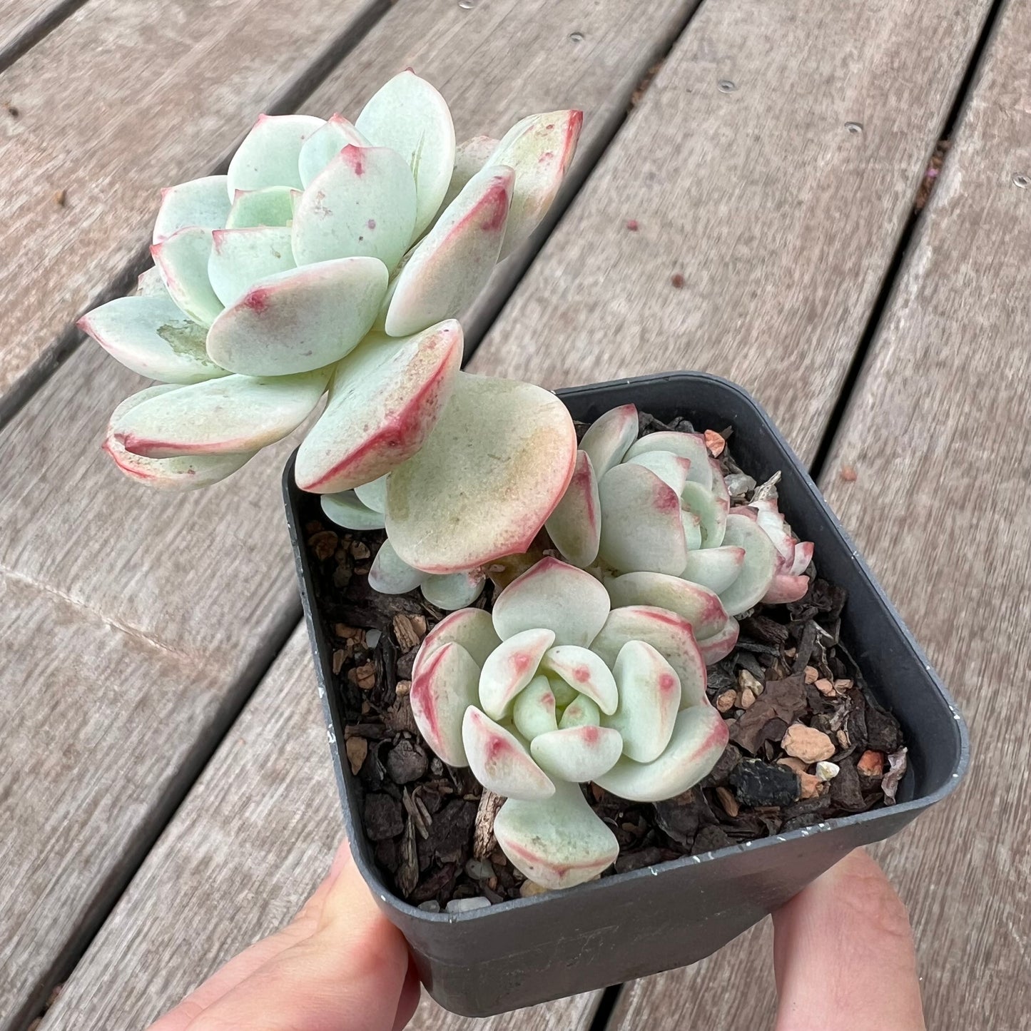 0904 Sedeveria Vanilla Bis(clump)