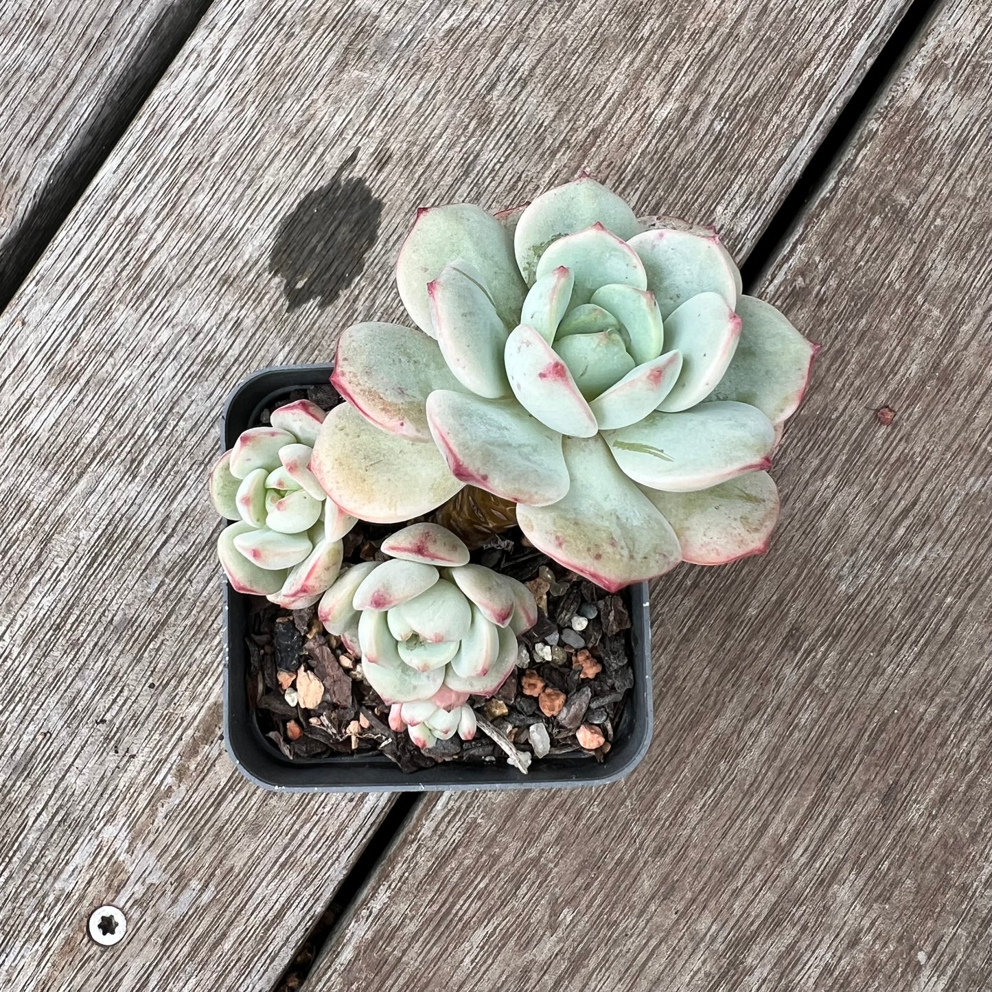 0904 Sedeveria Vanilla Bis(clump)