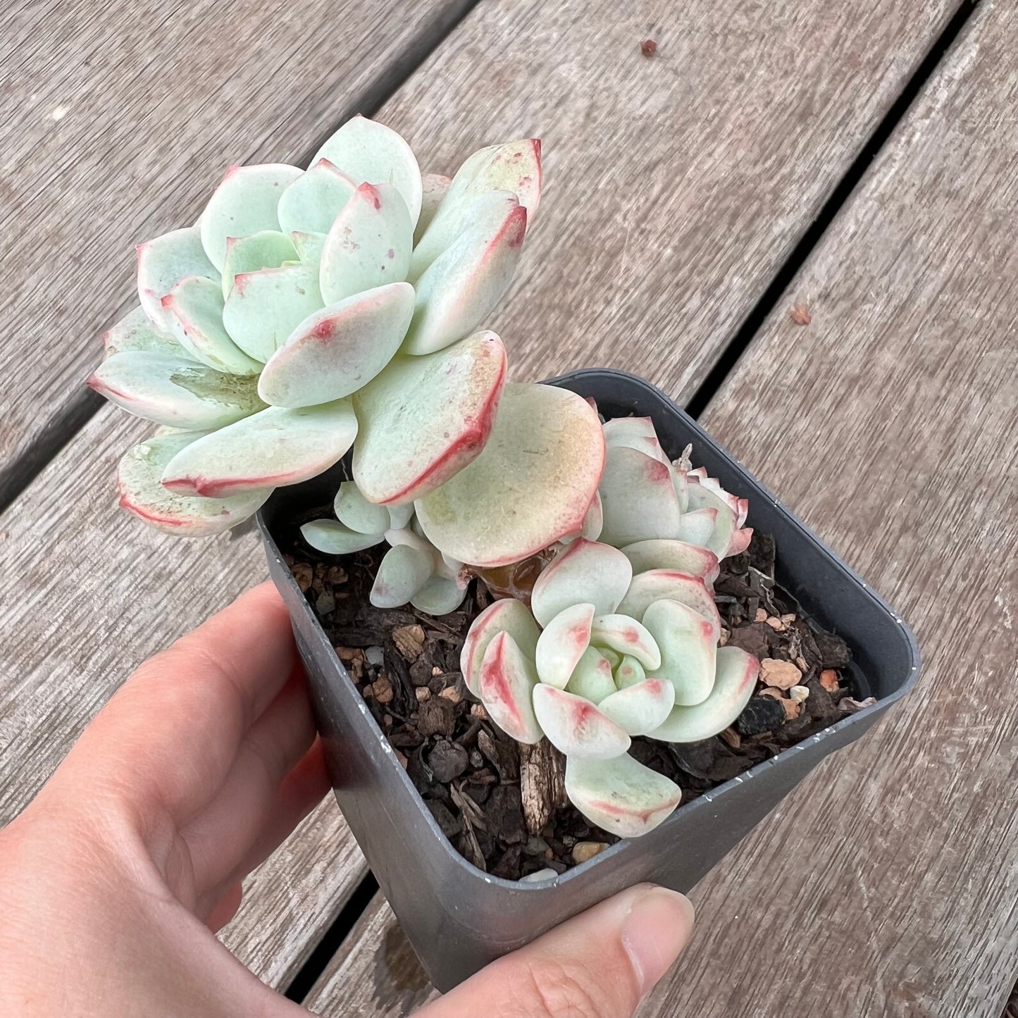 0904 Sedeveria Vanilla Bis(clump)