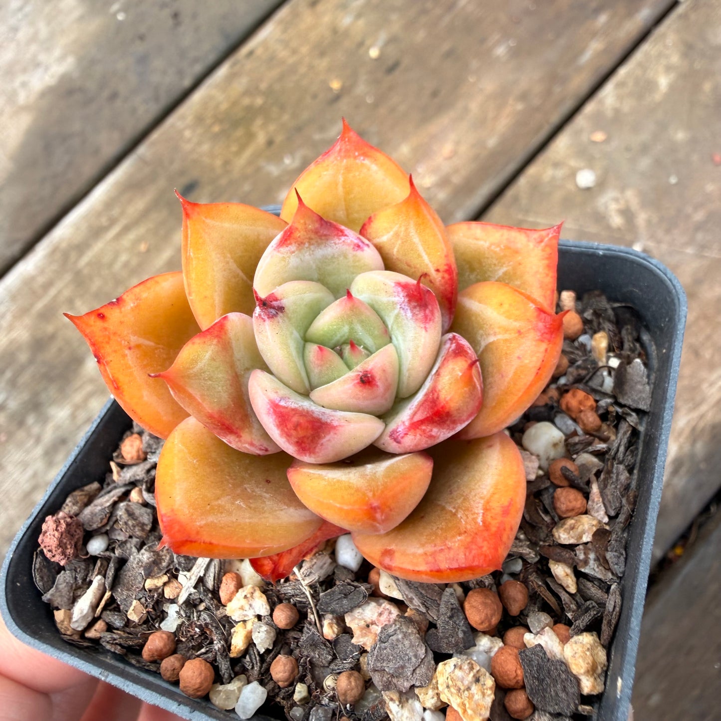 0411 Echeveria Agavoides 'Red Fuji'