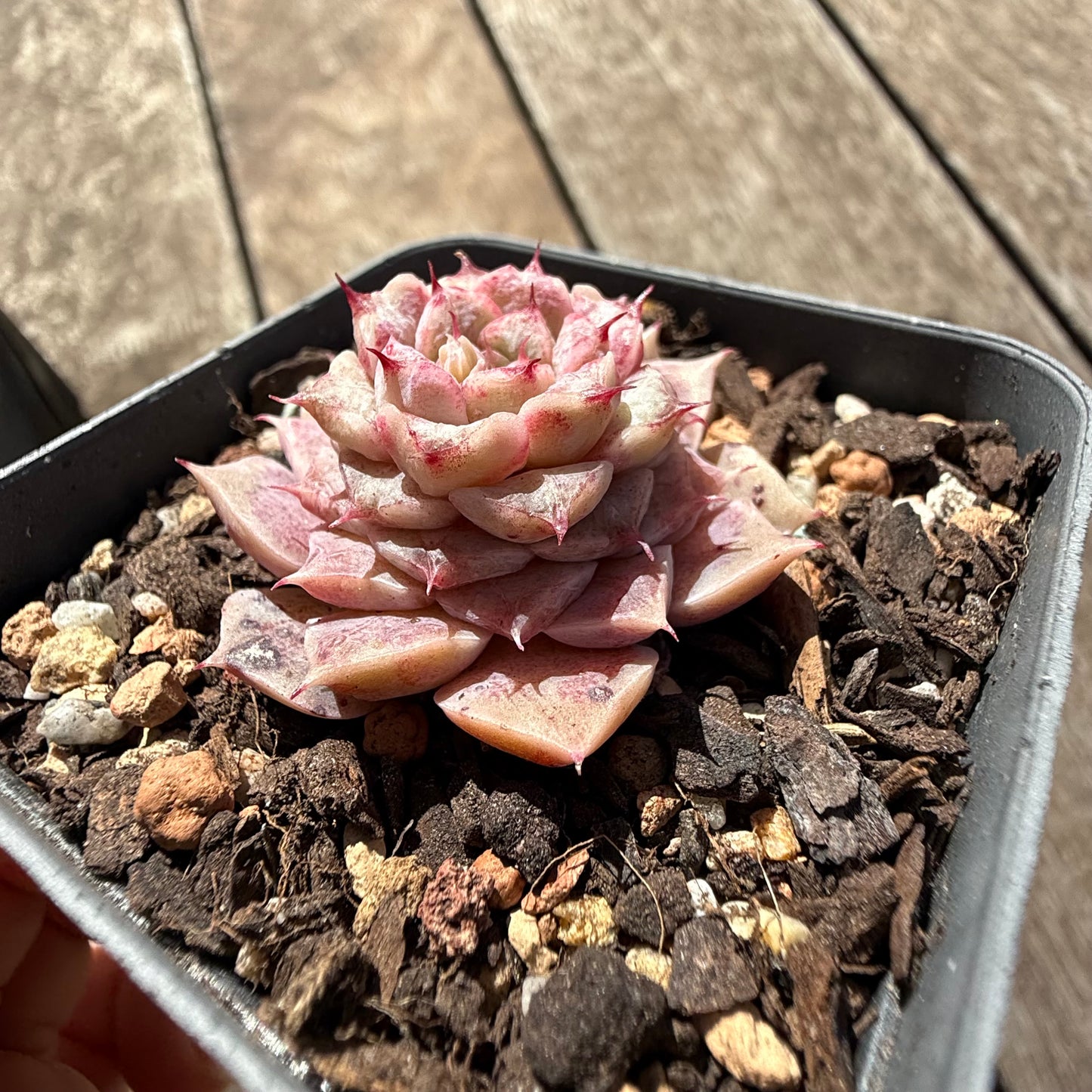 0411 Echeveria 'Blue Eyes'