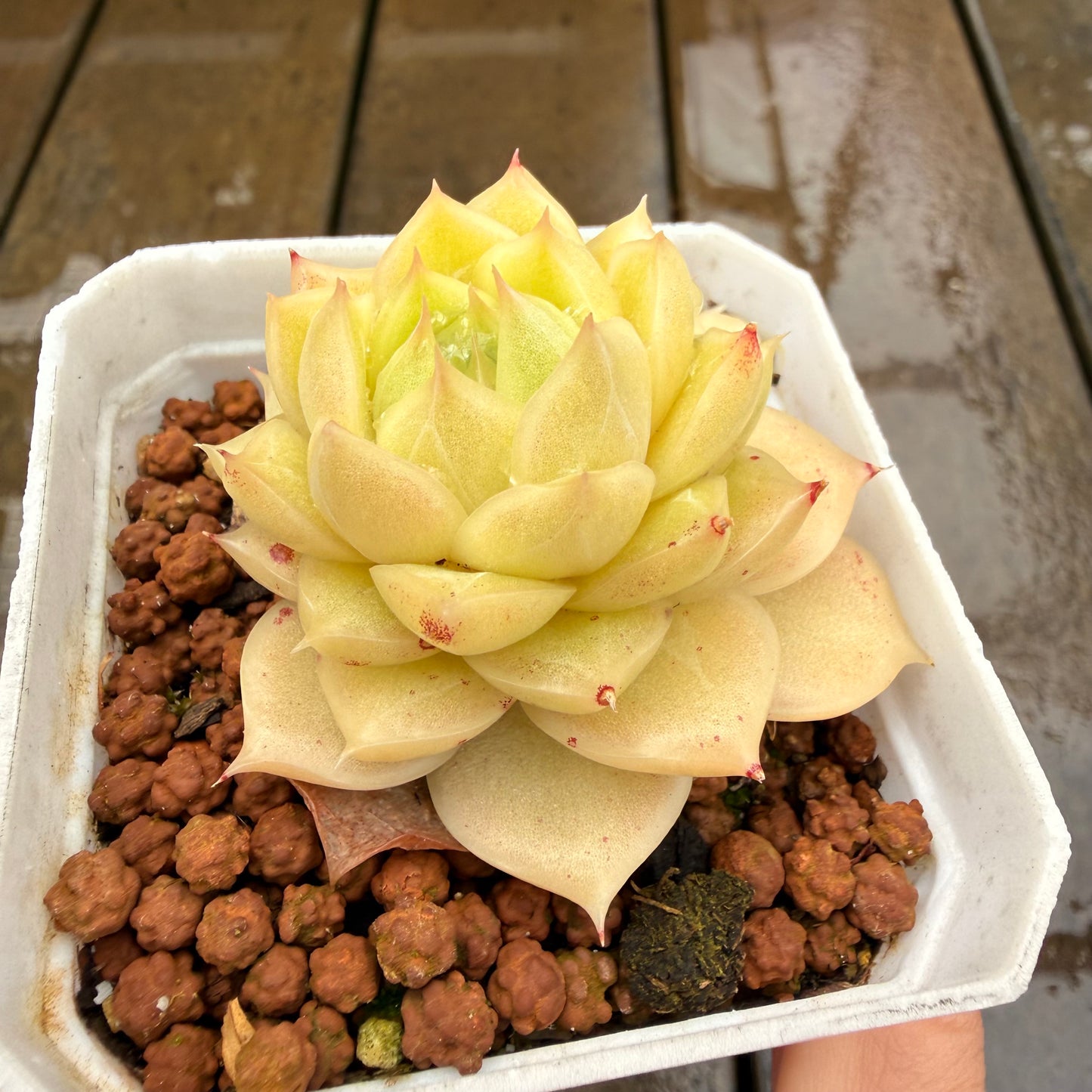 0411 Echeveria Malgan 'Butterfly'