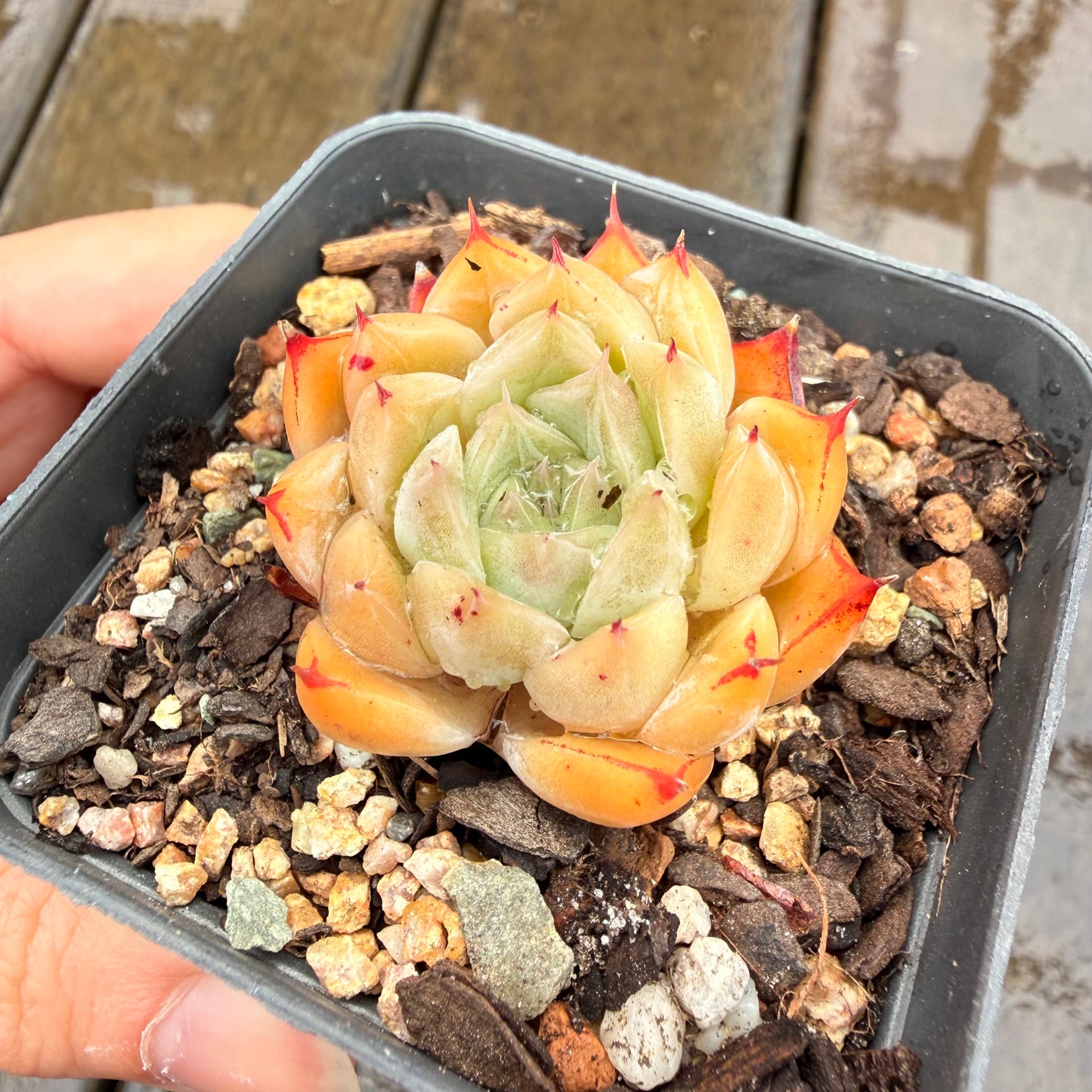 0411 Echeveria Malgan 'Jam'