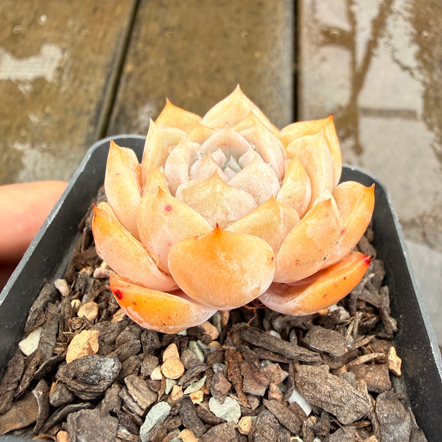 0411 Echeveria Orange Love