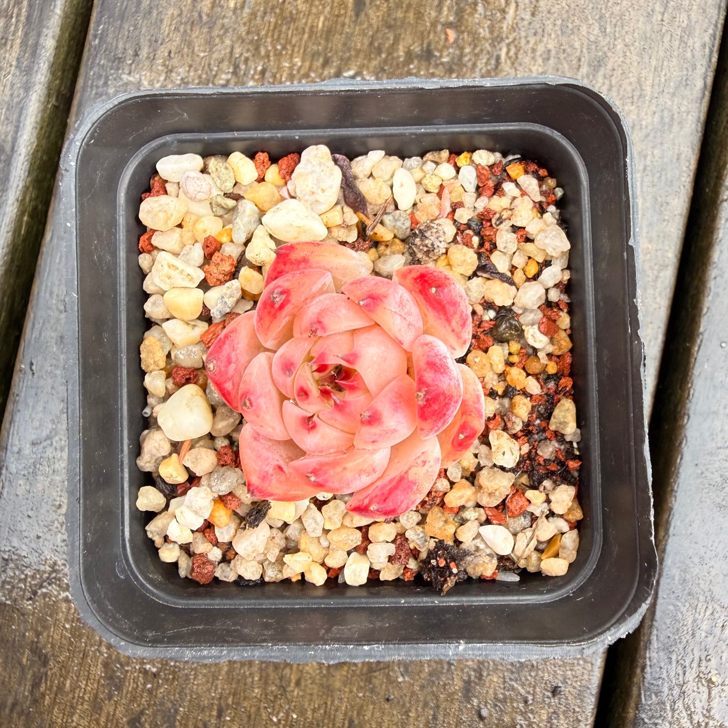 0411 Echeveria Peach Boy