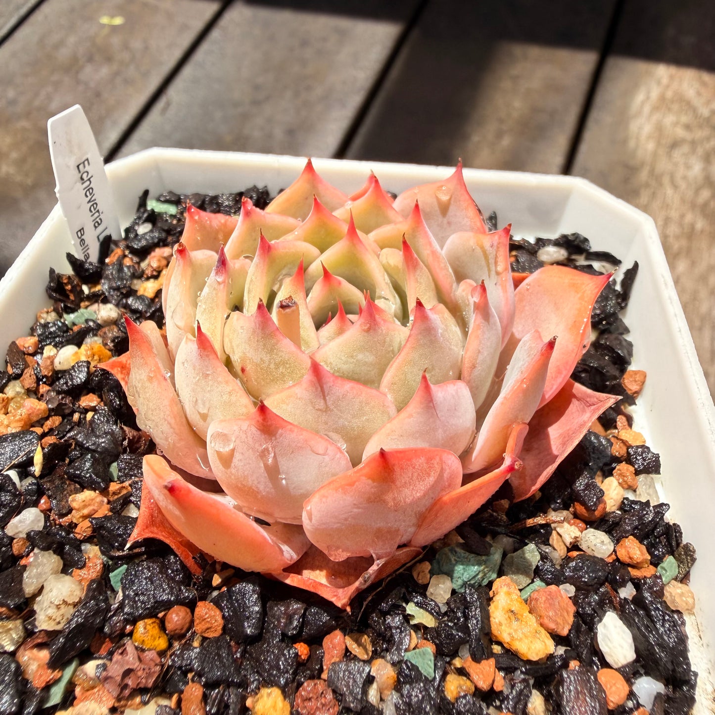 0411 Echeveria Laulensis x Tuxpan (large)
