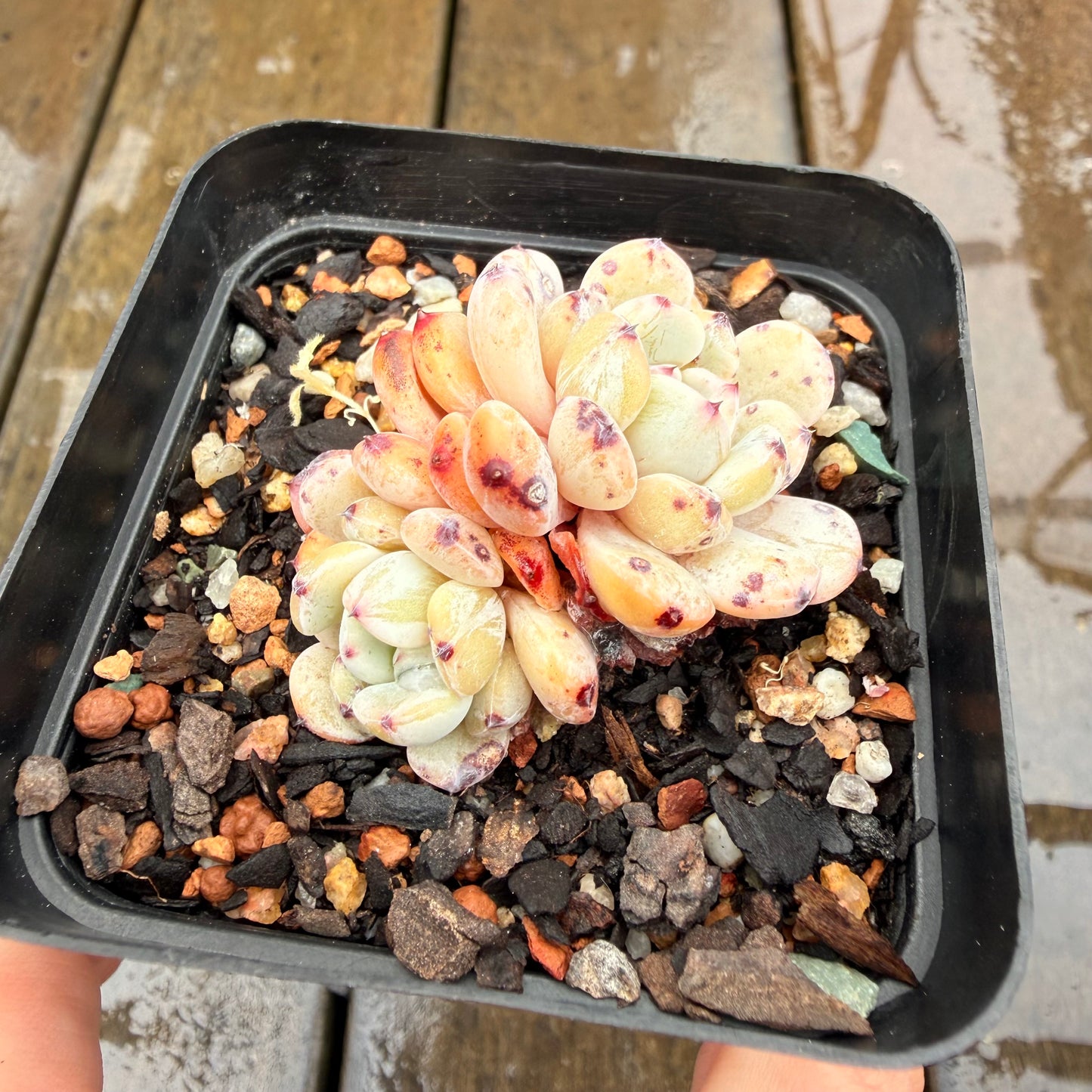0411 Echeveria Viant