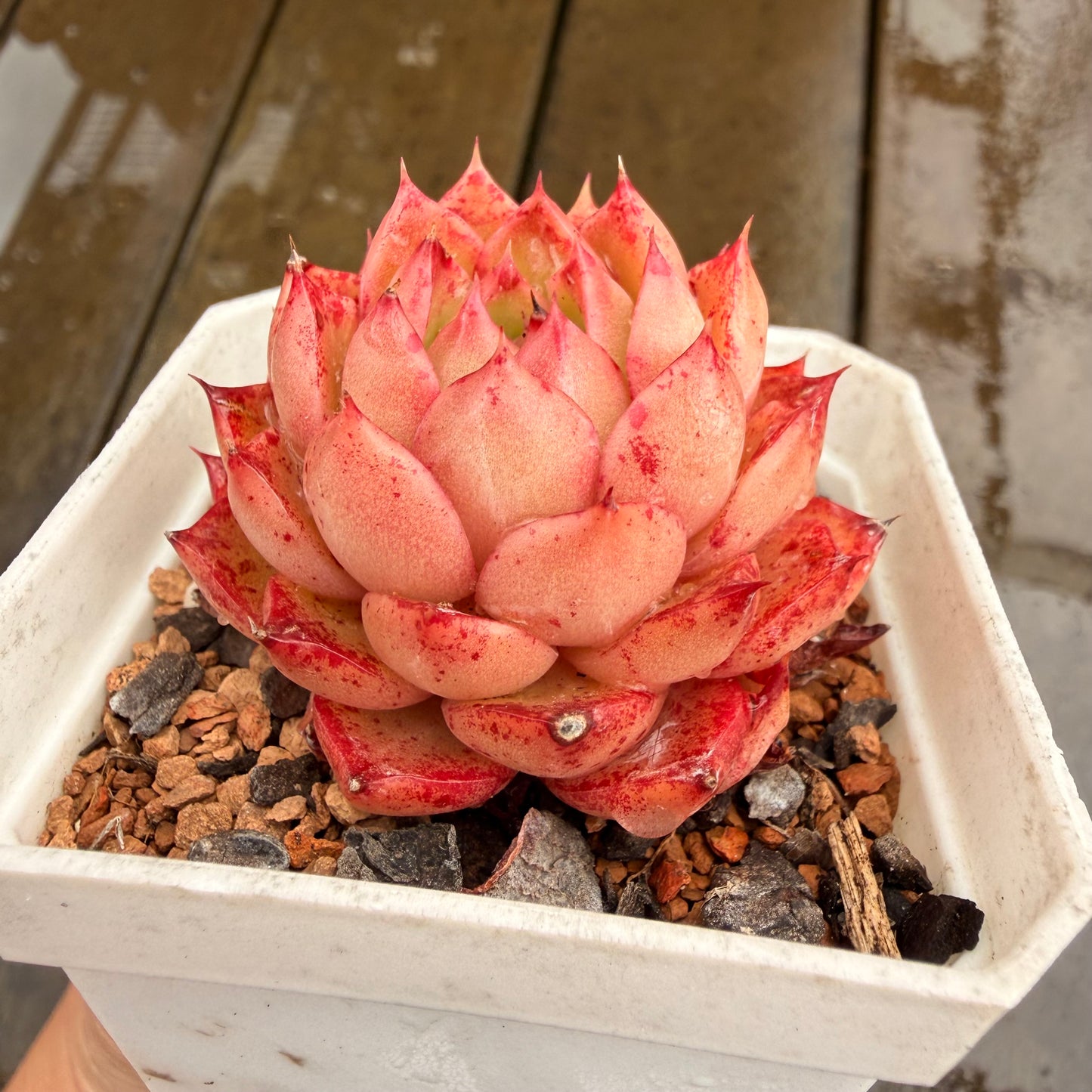 0411 Echeveria 'Queen Red' (minor marks)