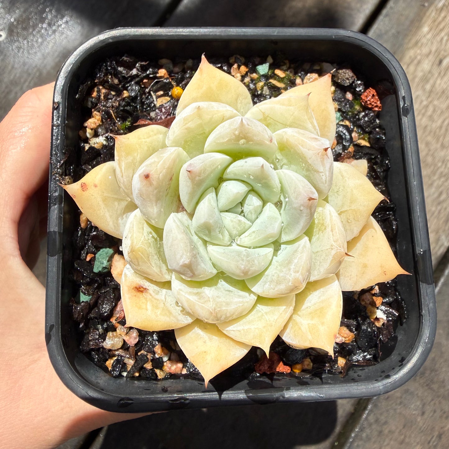 0411 Echeveria 'Snowman'