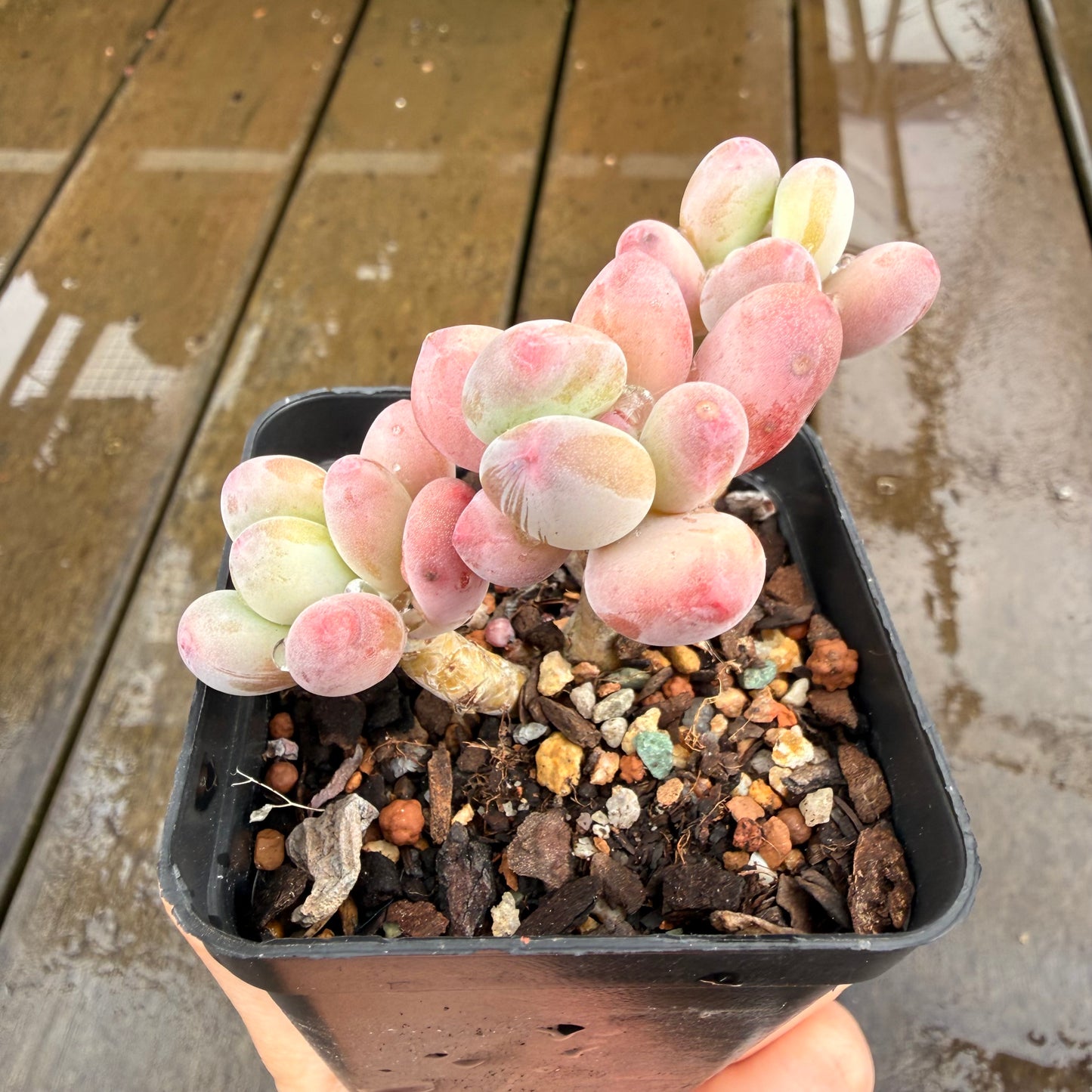 0411 Pachyphytum Garciae