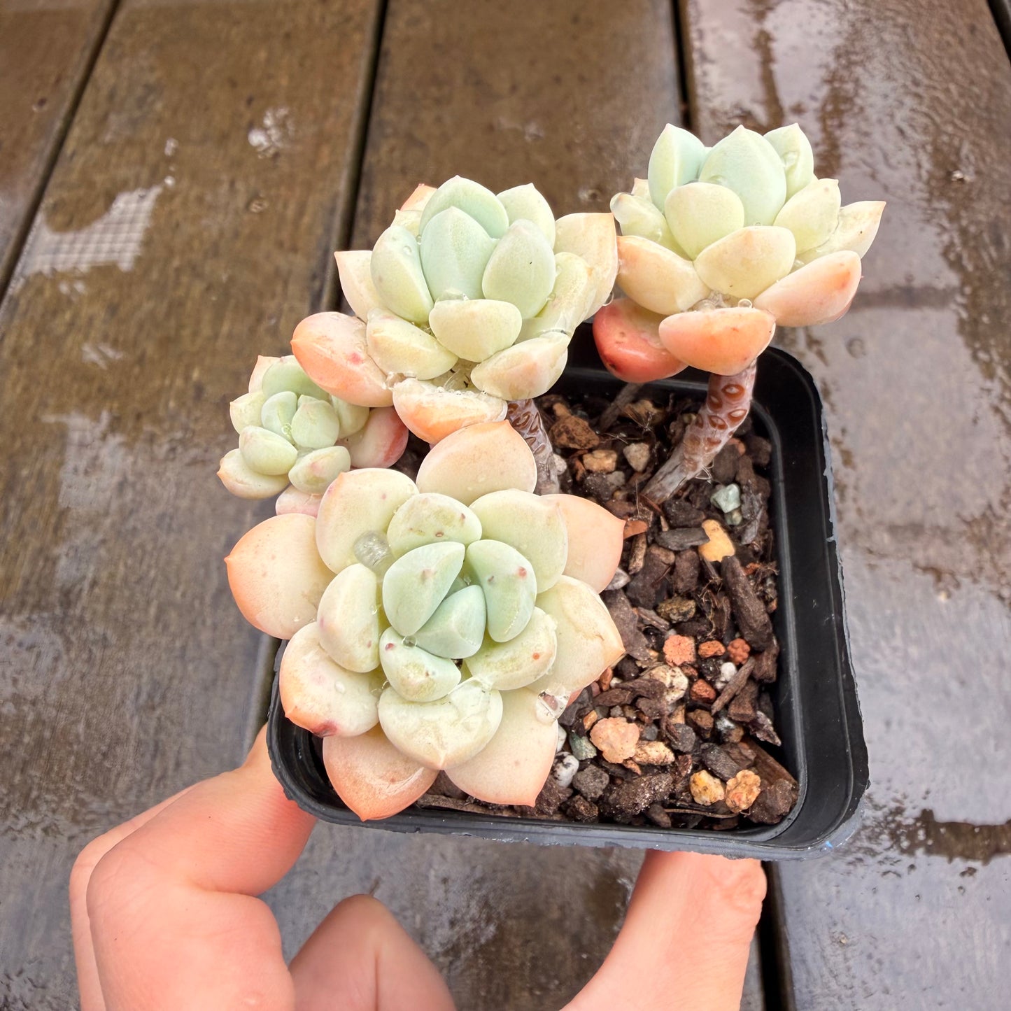 0411 Sedeveria Pudgy