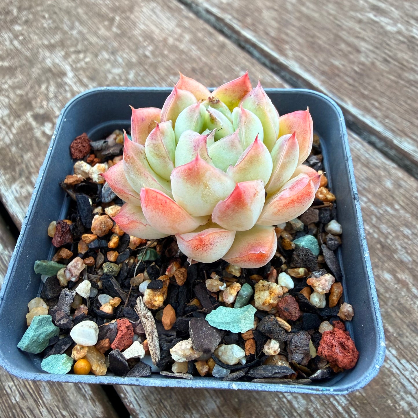 1205 Echeveria Barbie Doll
