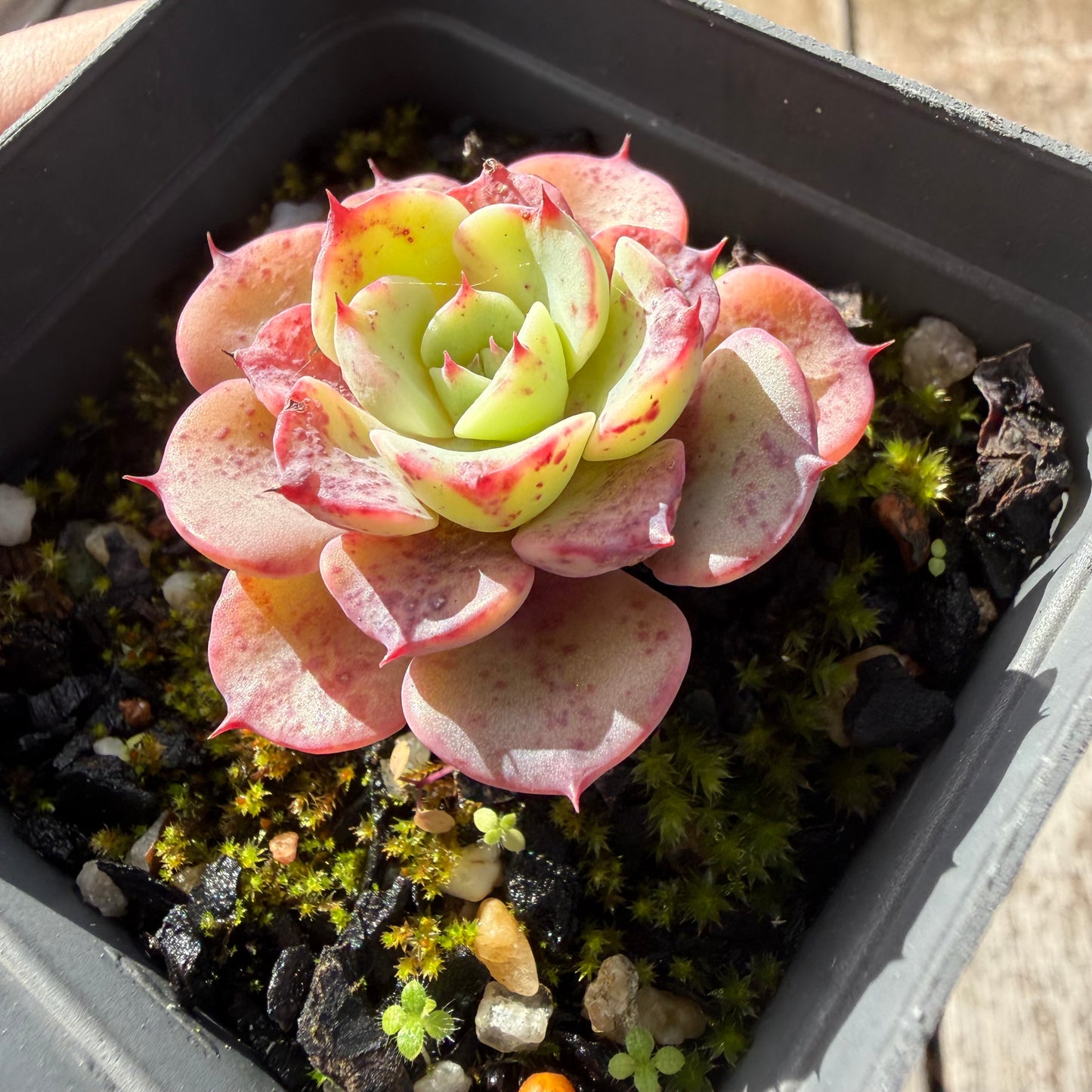 0505 Echeveria Luna Rose