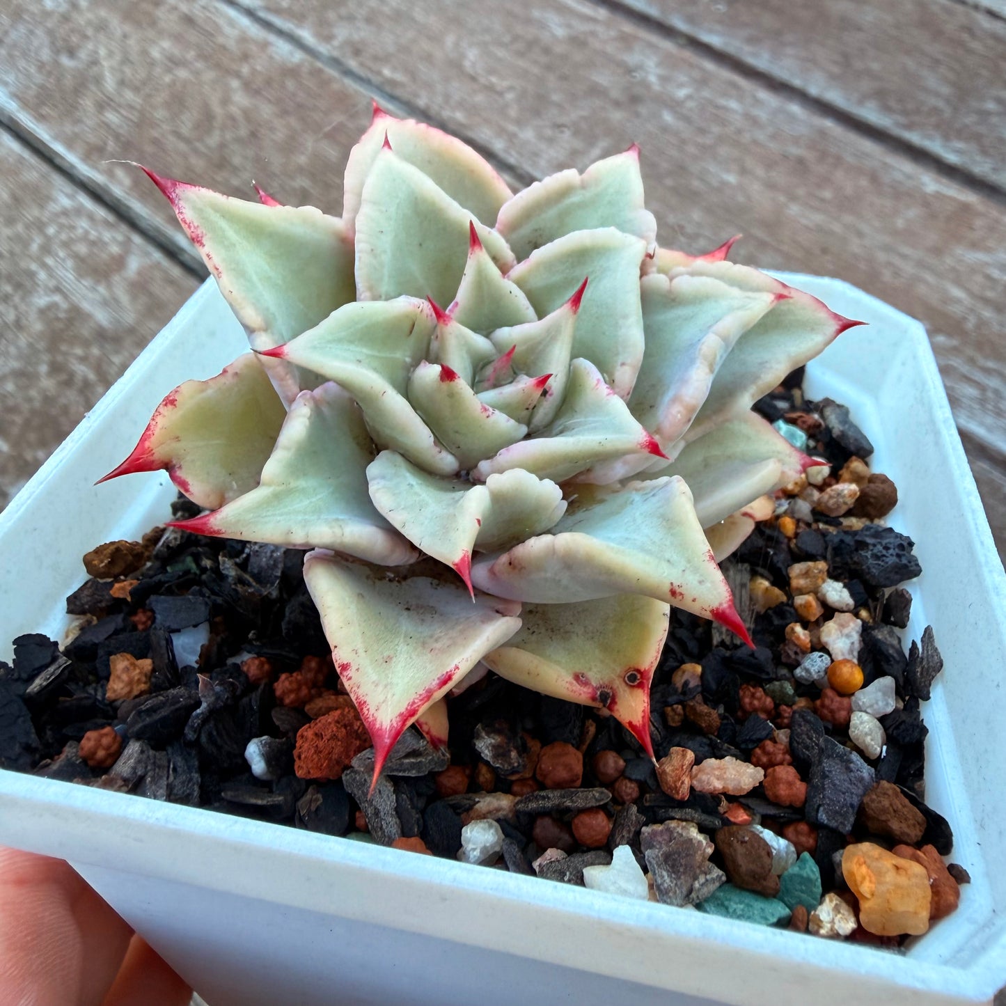 1205 Echeveria Madiba / Pink Lips (Large)