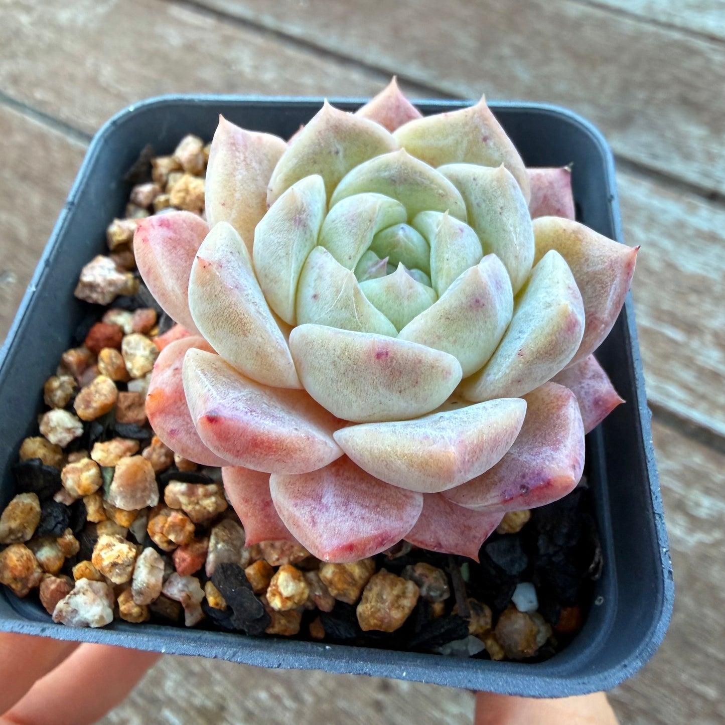 1205 梦露 草莓之吻